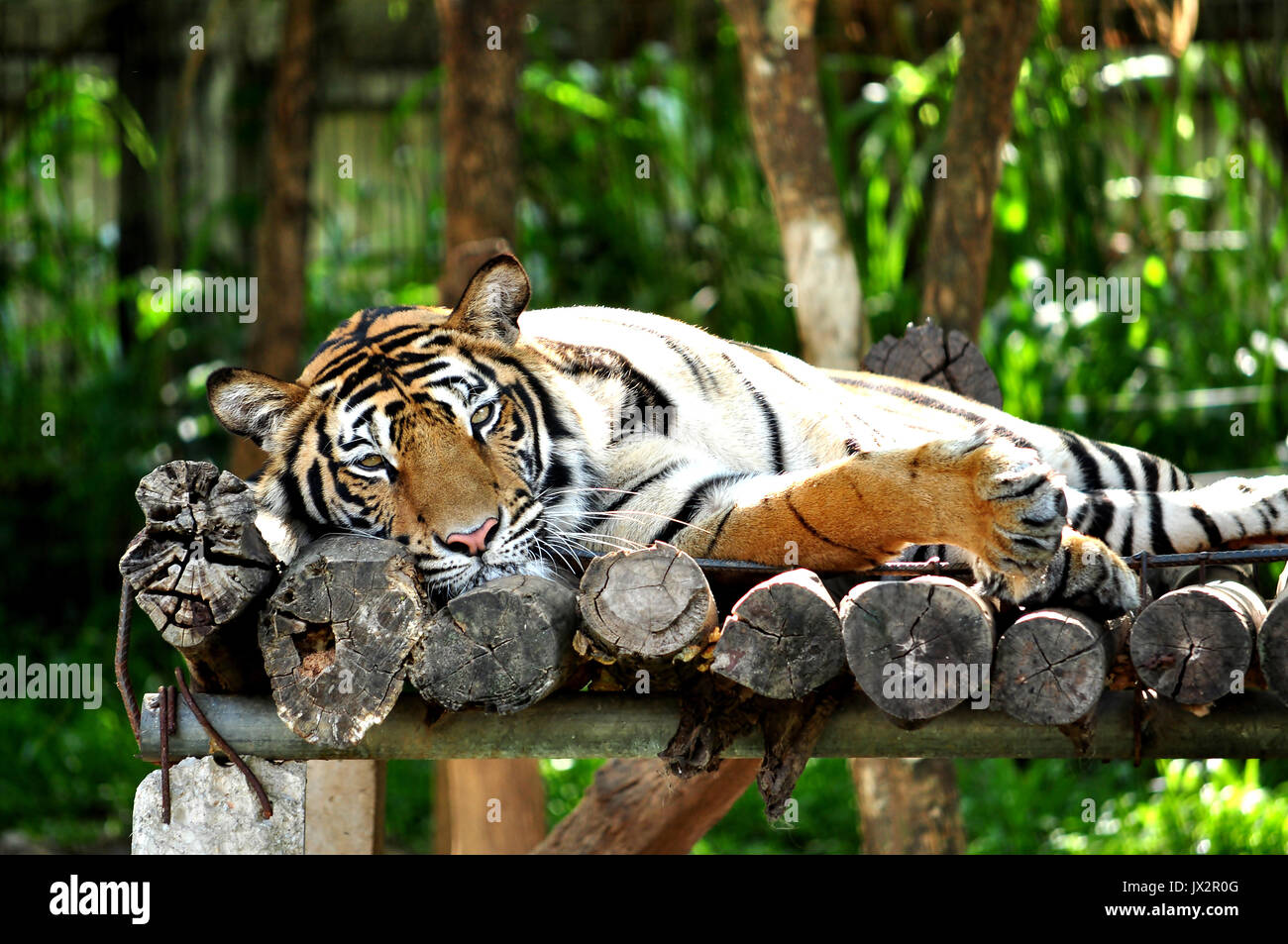 Bengal Tiger lying on the bed comfortably. Stock Photo
