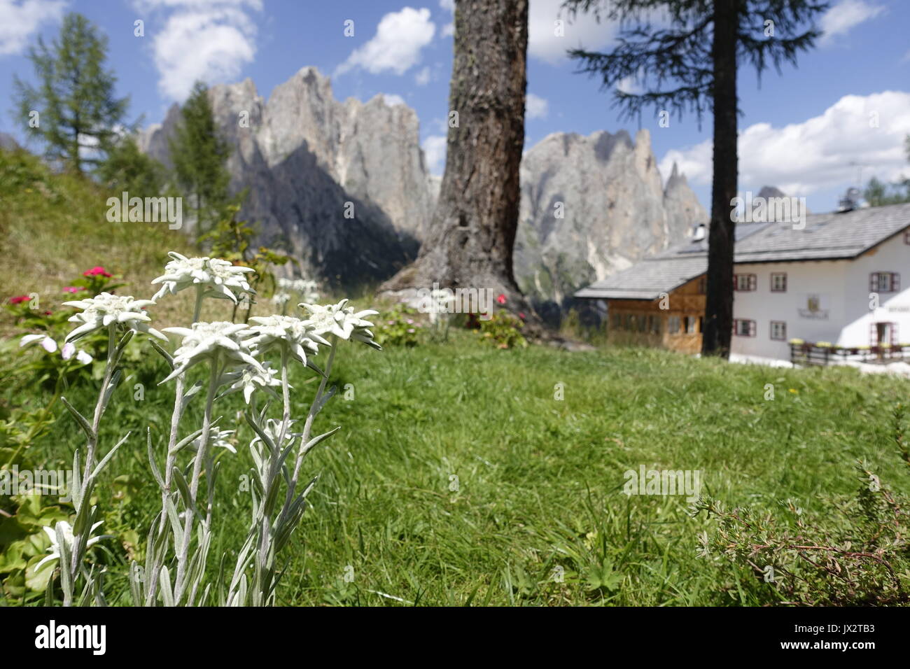 Edelweiss (Leontopodium alpinum) at Dolomiti, Sella Pordoi, Italy Stock Photo