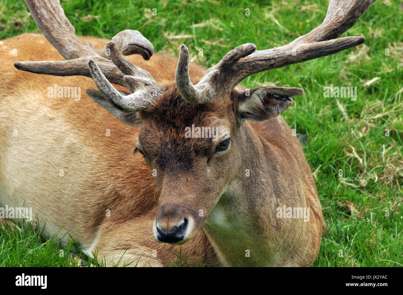 A herd of single fallow deer at prideaux place in padstow Cornwall deer