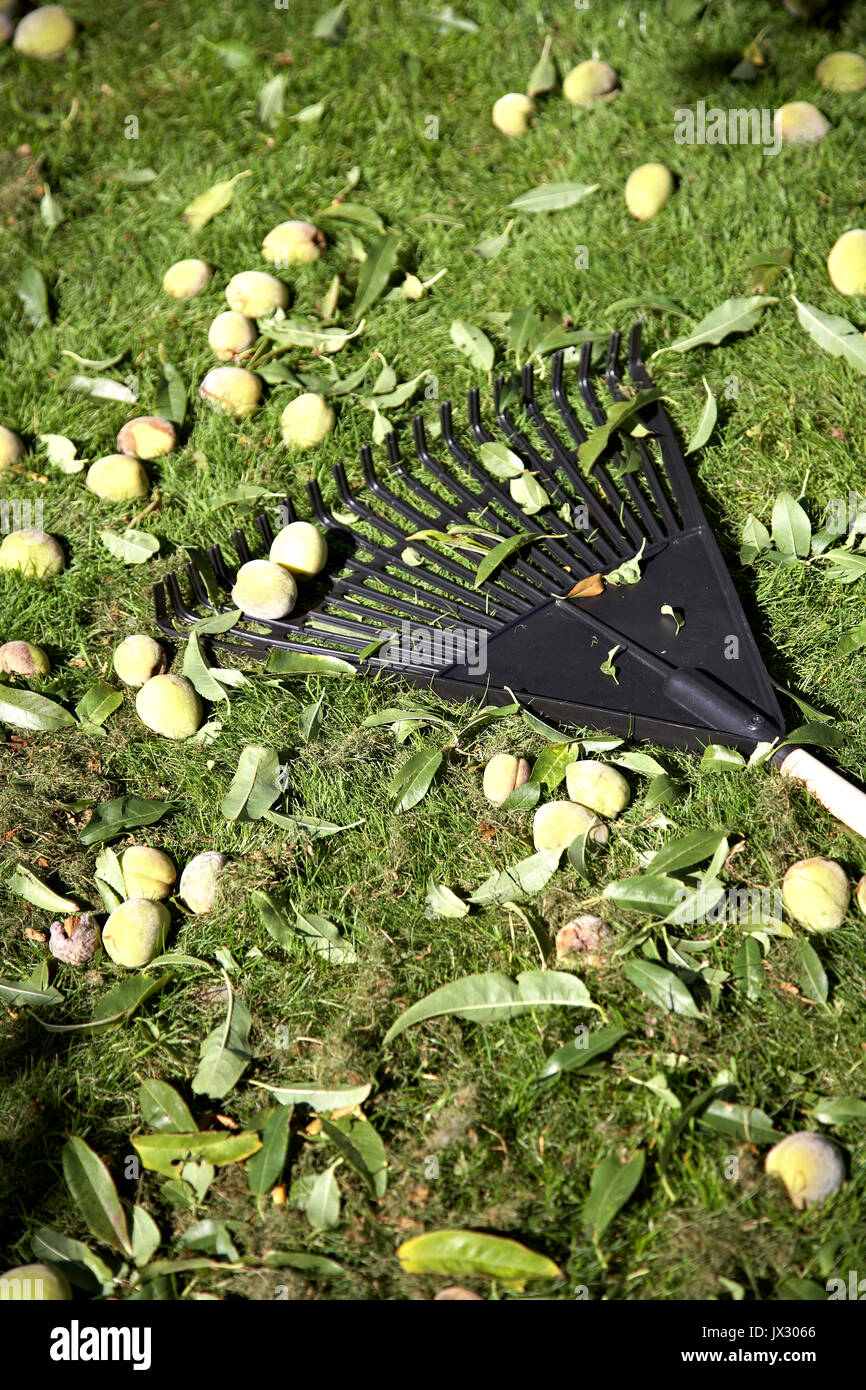 Rake and almond nut collection Stock Photo
