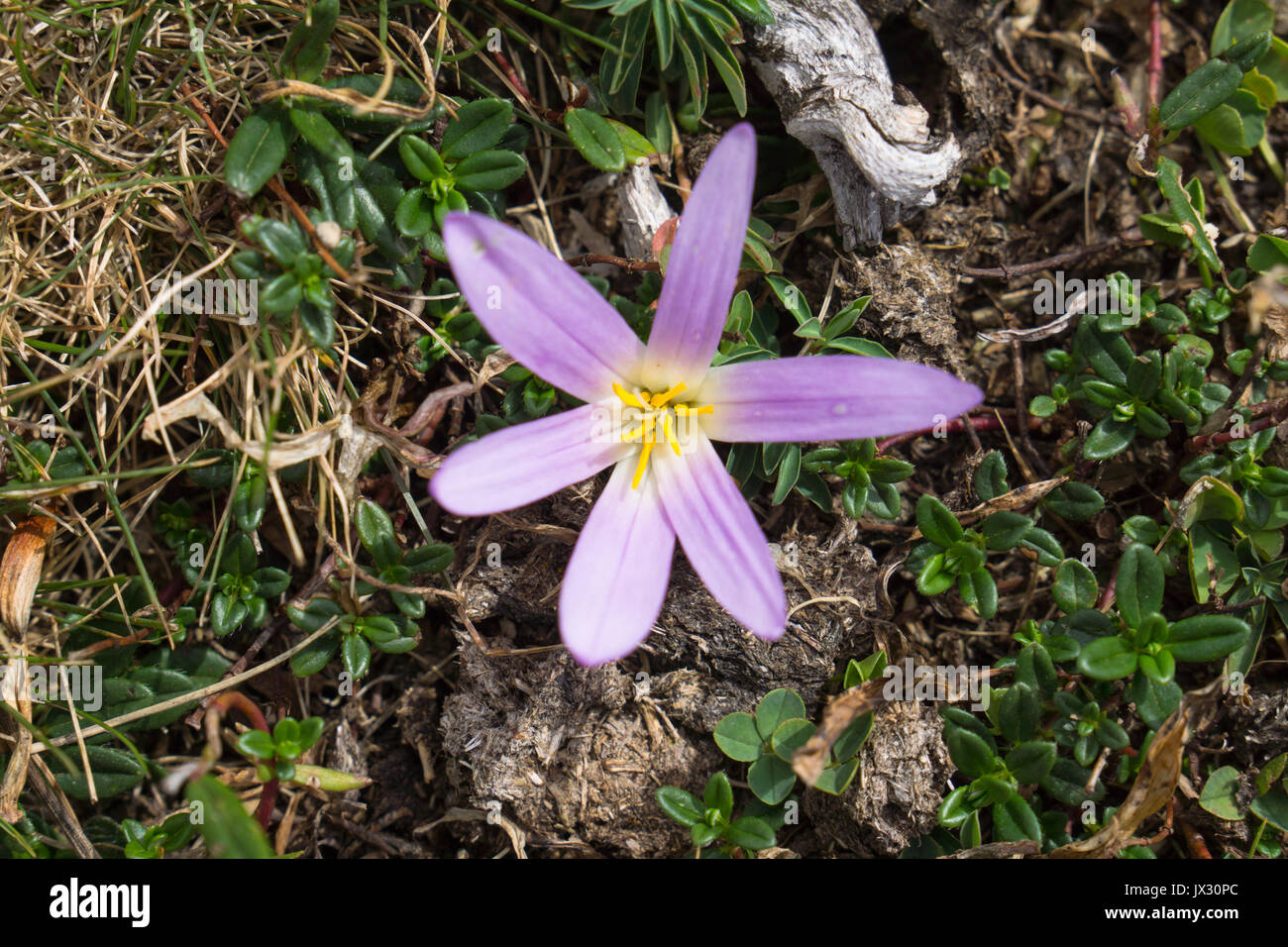 Colchicum montanum, Merendera montana of the Colchicaceae family of bulbous plants found in the high pastures of the picos de europa in abundance Stock Photo