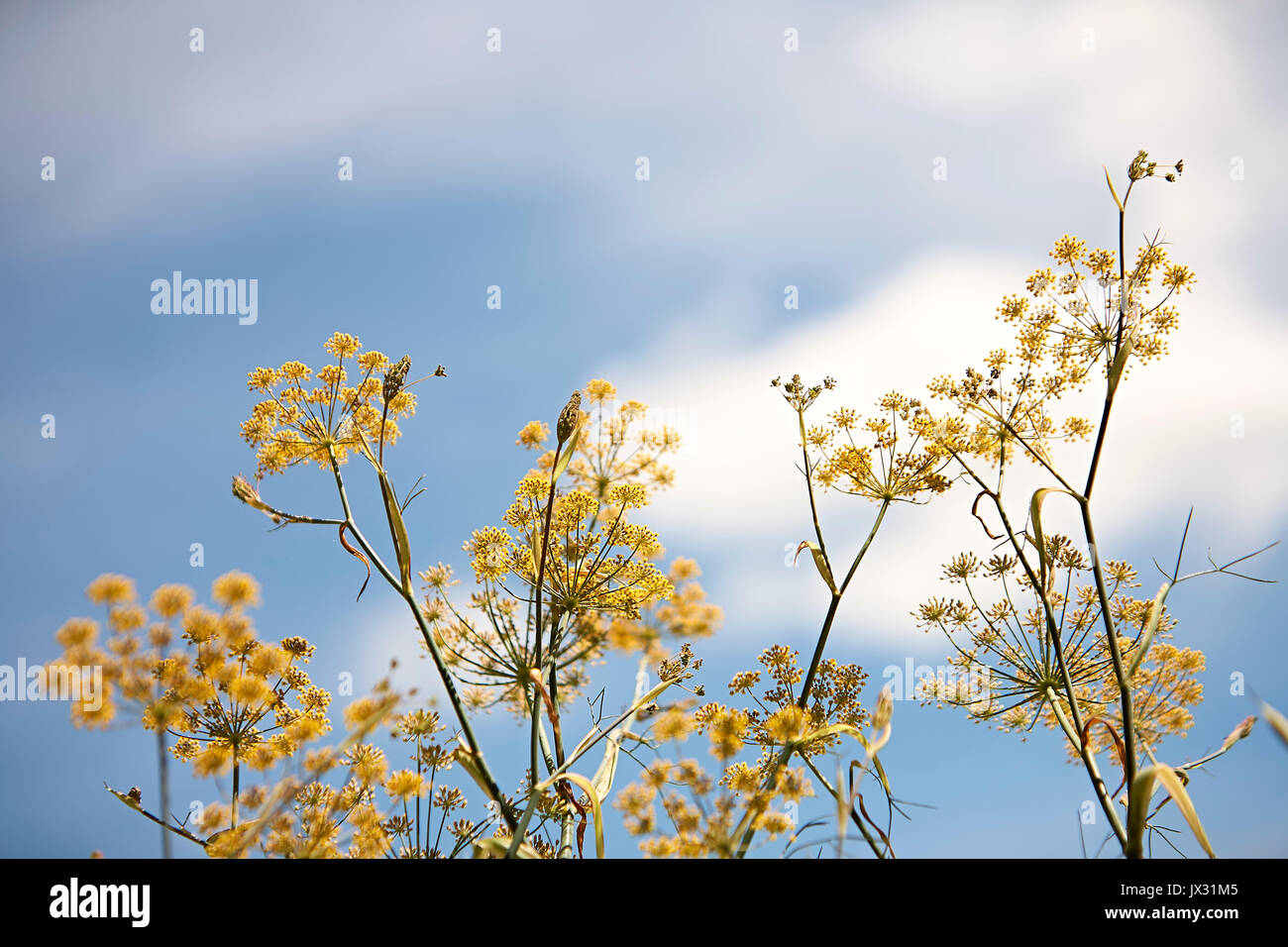 Wild fennel flowers against sky Stock Photo