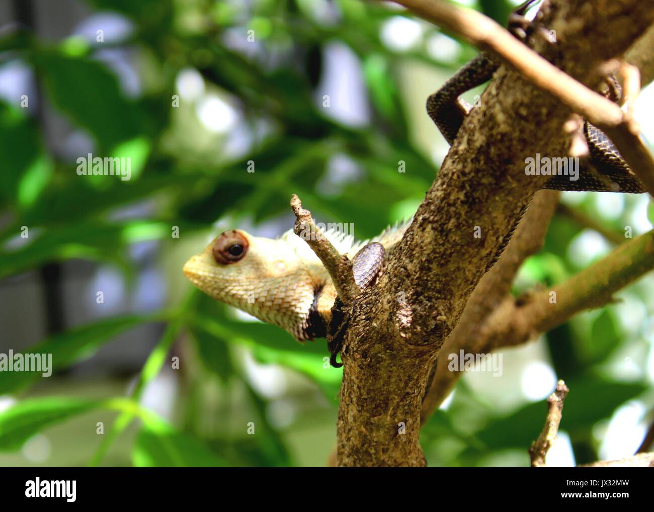 close up of a  garden lizard / tree lizard seen in  Sri Lanka Stock Photo