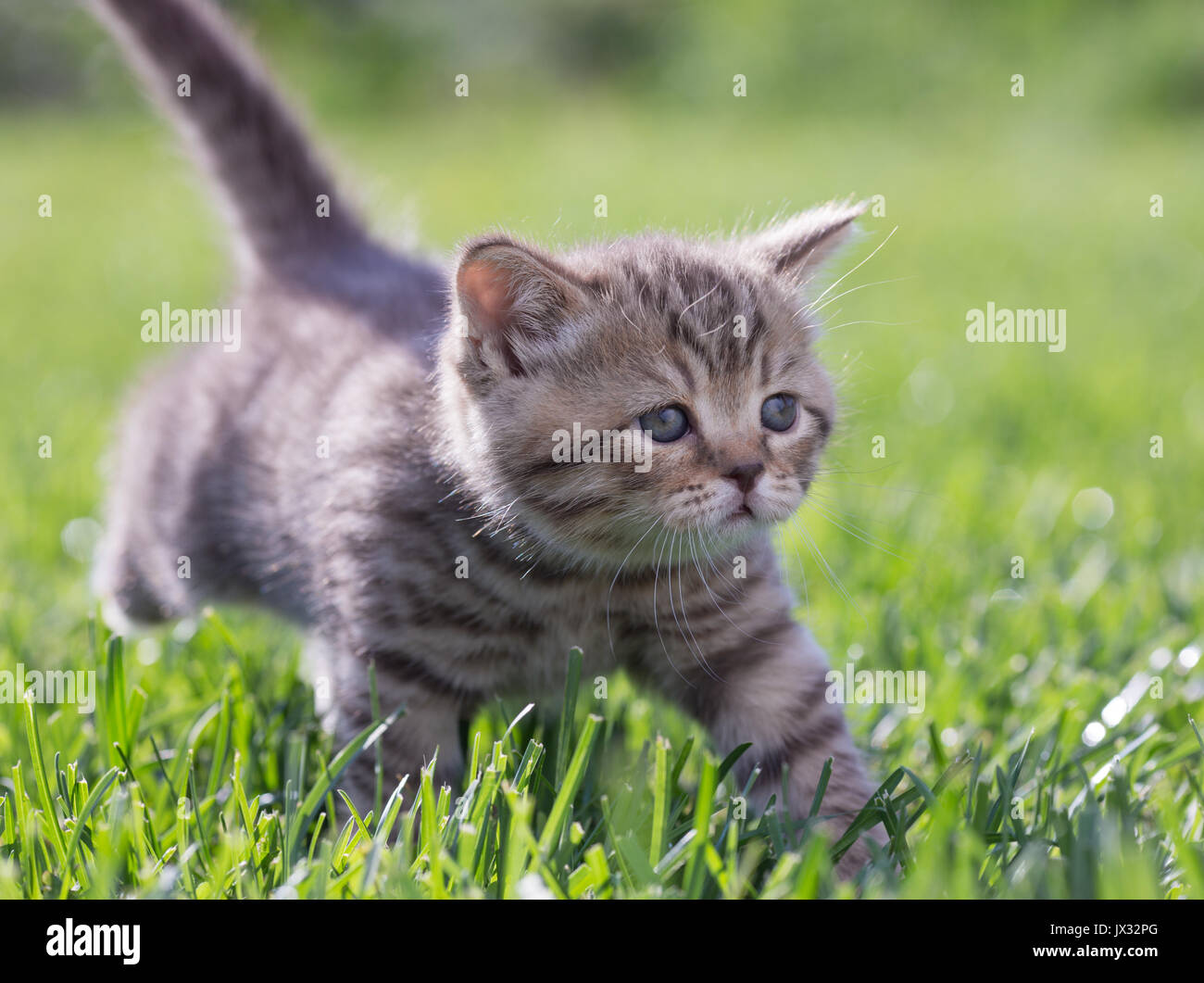 Young cat walking in green grass outdoor Stock Photo