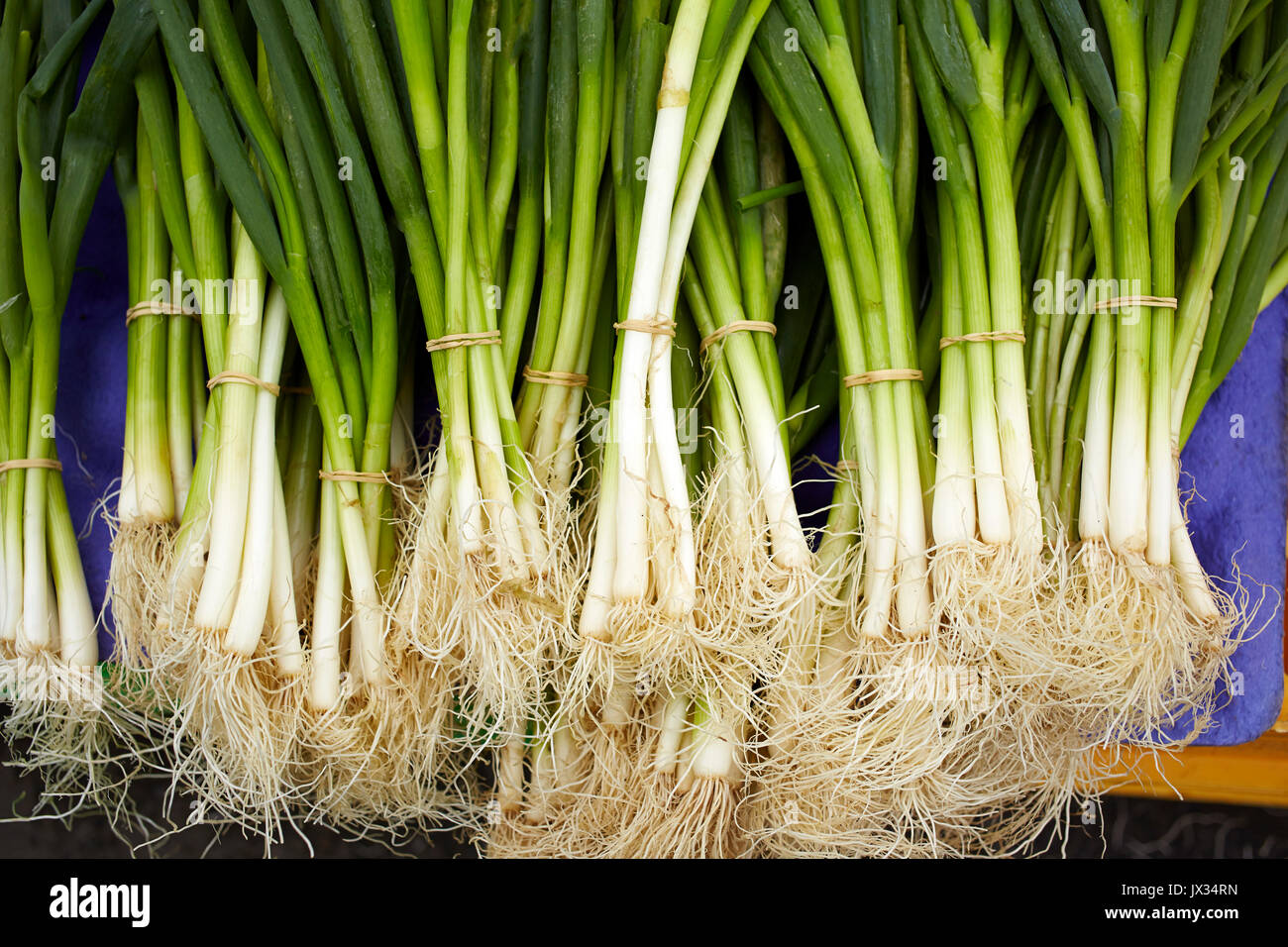 bunches of fresh green spring onions Stock Photo