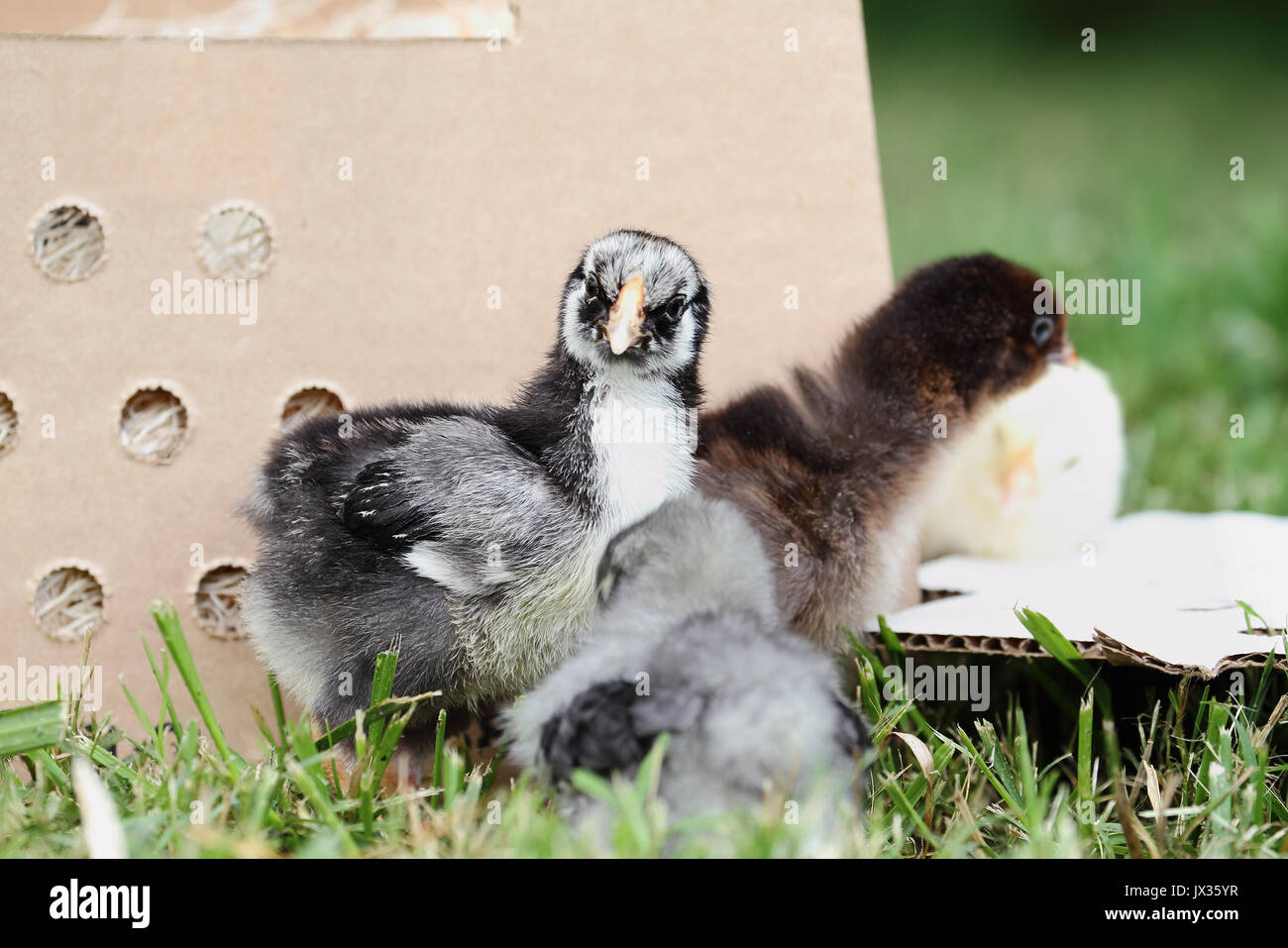 Mail ordered baby Silver Laced Wynadottes and Cochin chicks beside a packing box. Extreme depth of field with selective focus on the little Silver Lac Stock Photo