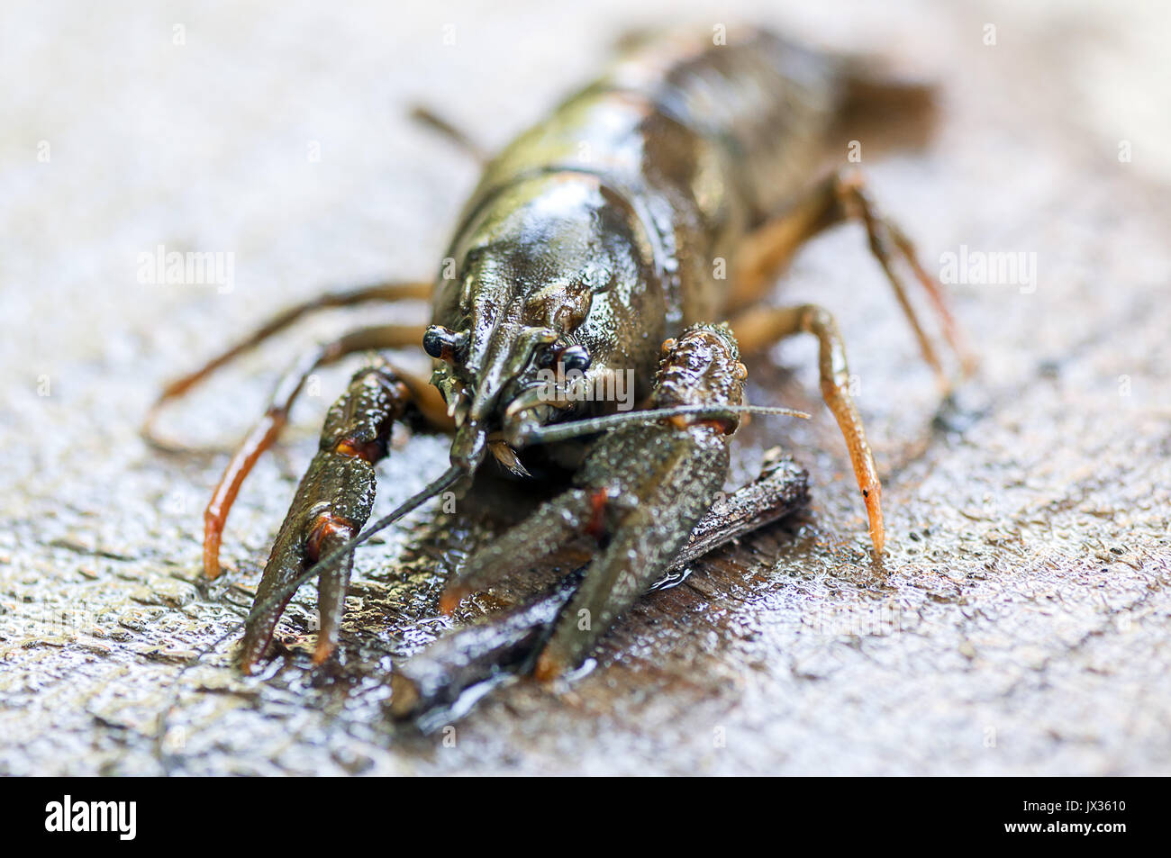 Close up of a crab hi-res stock photography and images - Alamy