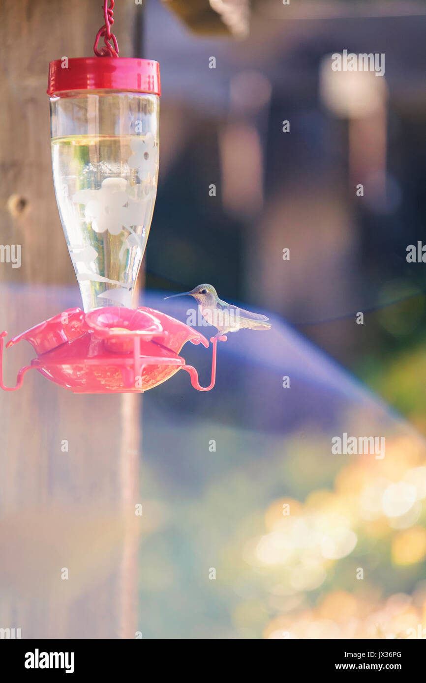 A hummingbird ready for drinking from a feeder Stock Photo Alamy