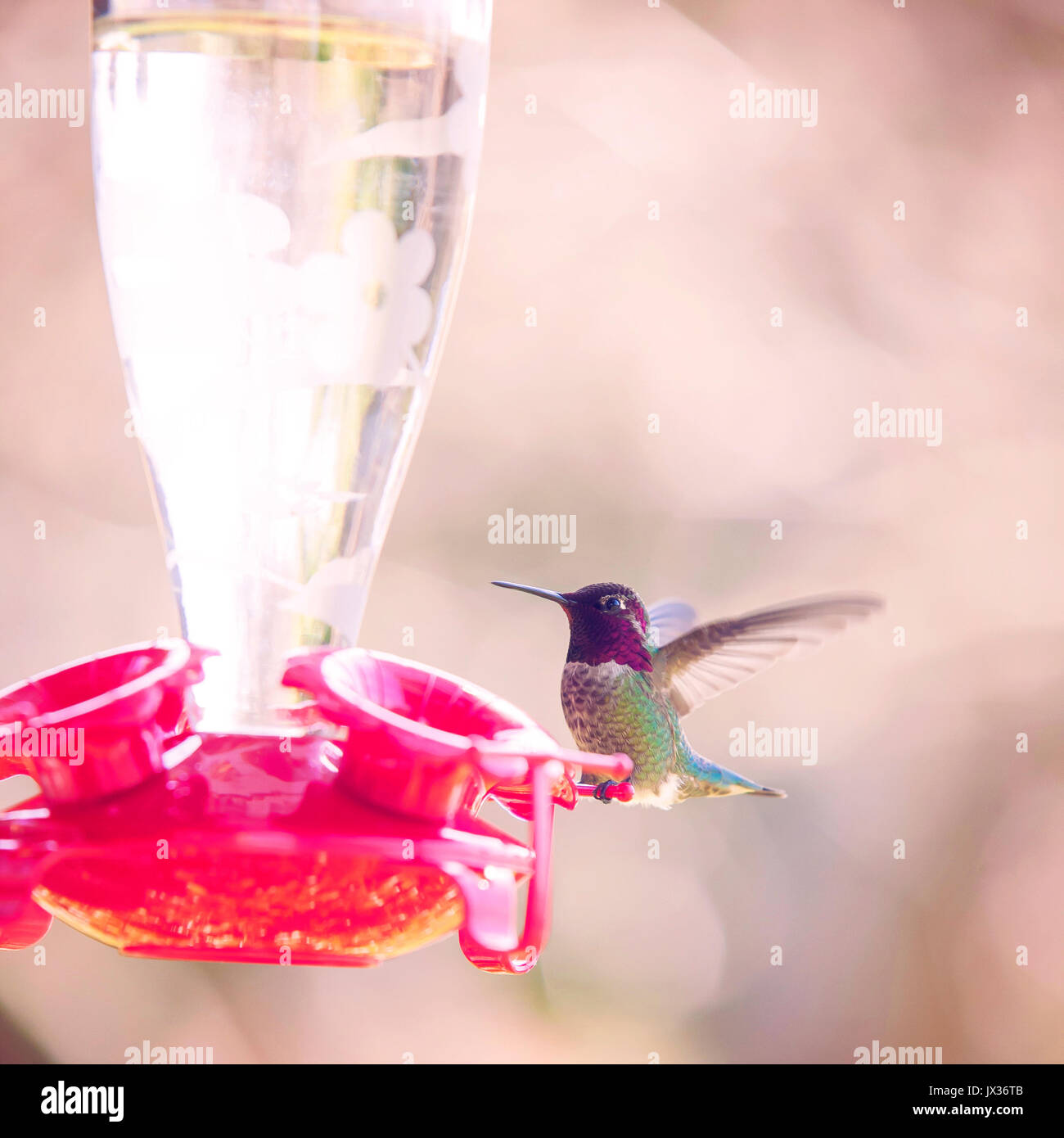 A hummingbird ready for drinking from a feeder Stock Photo Alamy