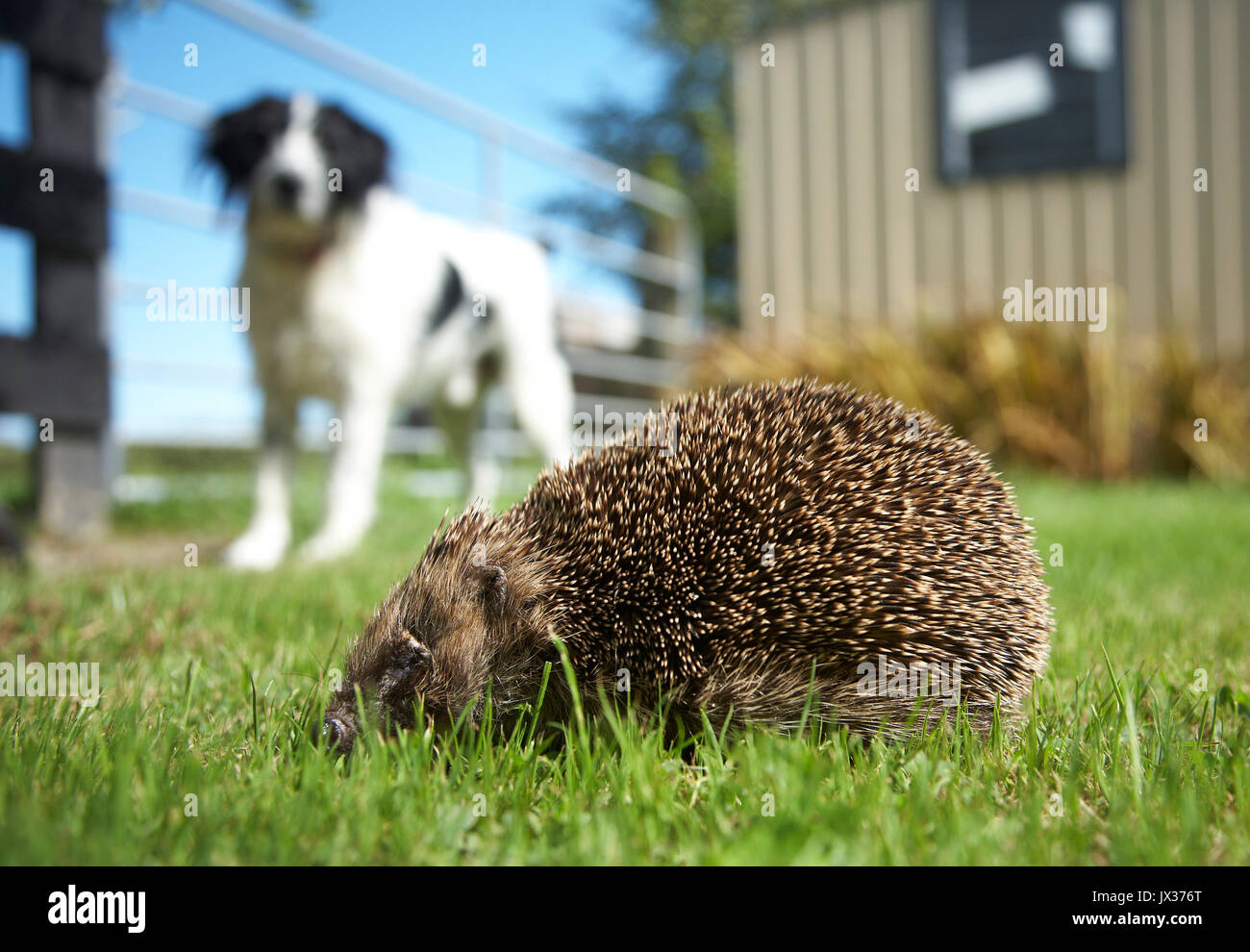 European hedgehog pest roaming garden Stock Photo