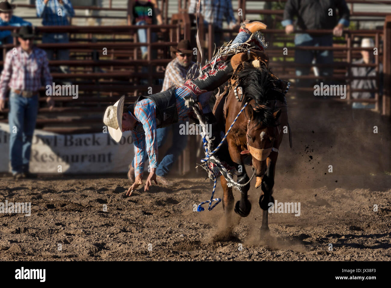 Rodeo Horse Rider Saddle bronc riding hi-res stock photography and images - Alamy