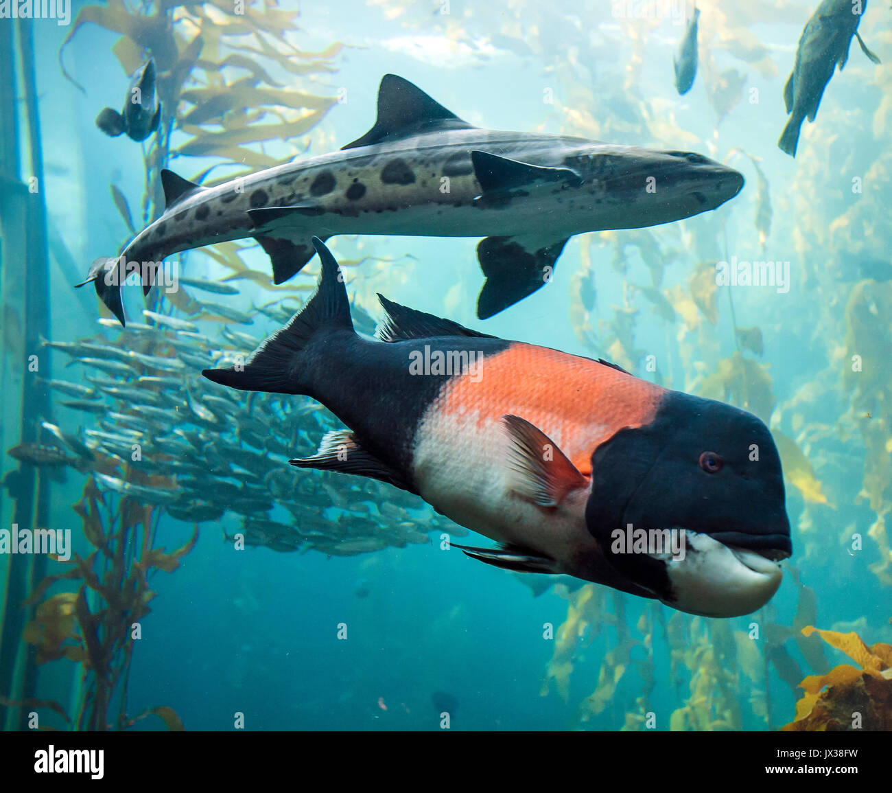 Fishes in Monterey Bay Aquarium Stock Photo Alamy