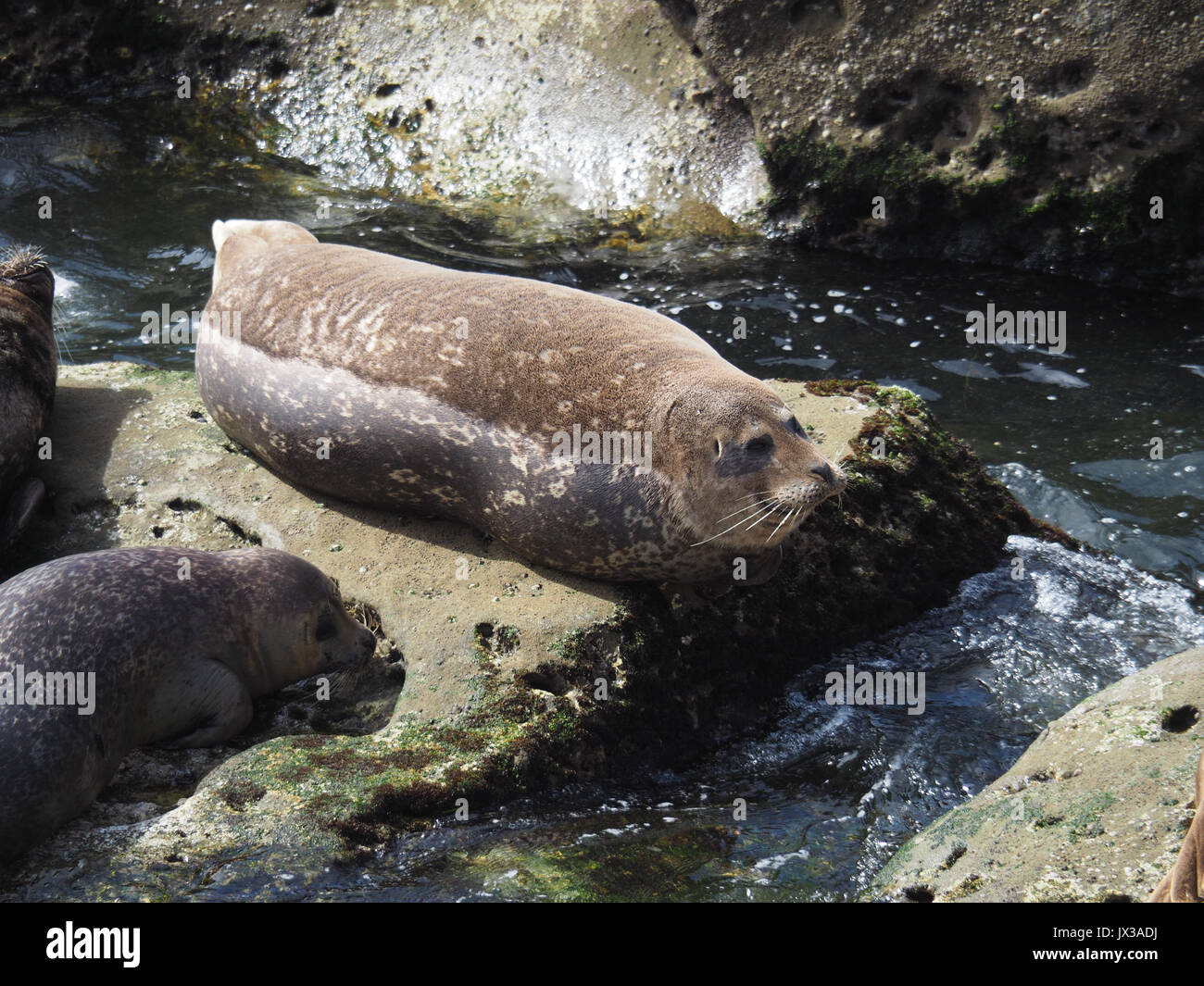 Seals lying around at La Jolla Stock Photo Alamy