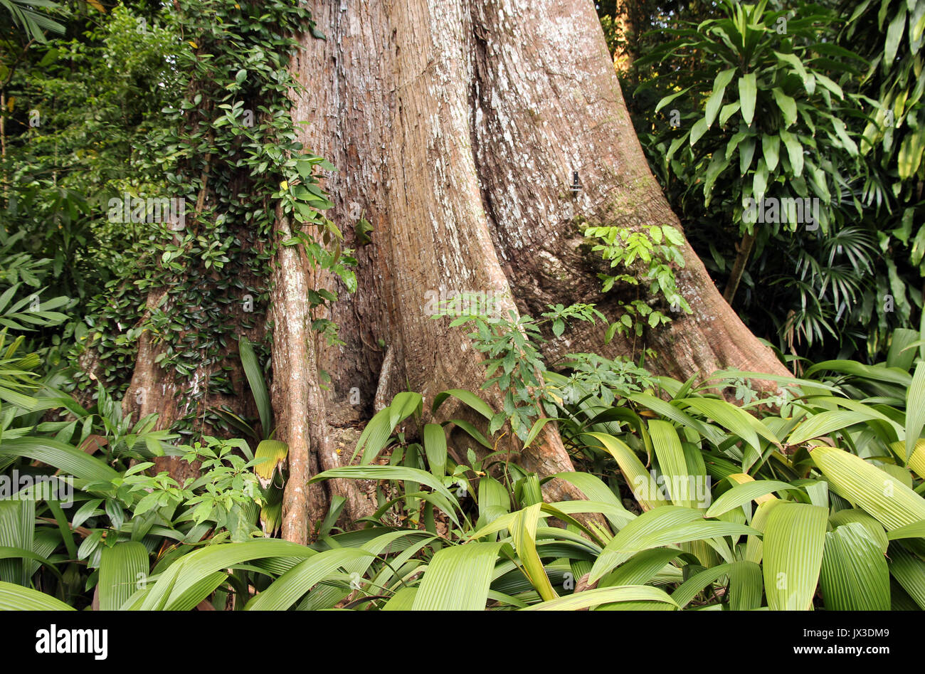 buttress roots Stock Photo