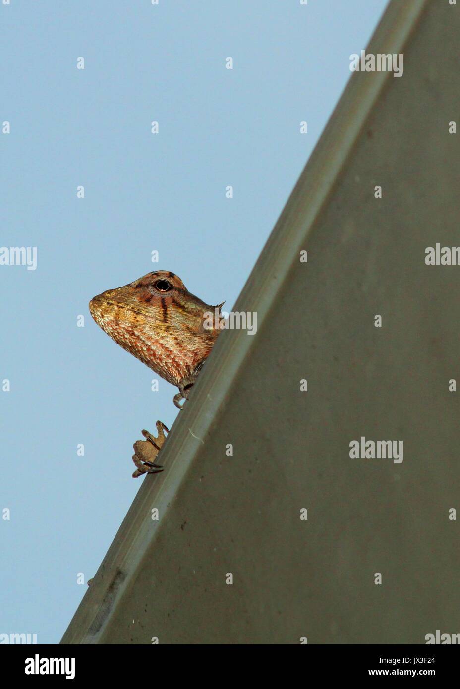 close up of a small garden lizard / tree lizard seen on a roof gutter enjoying the view & relaxing in  Sri Lanka Stock Photo