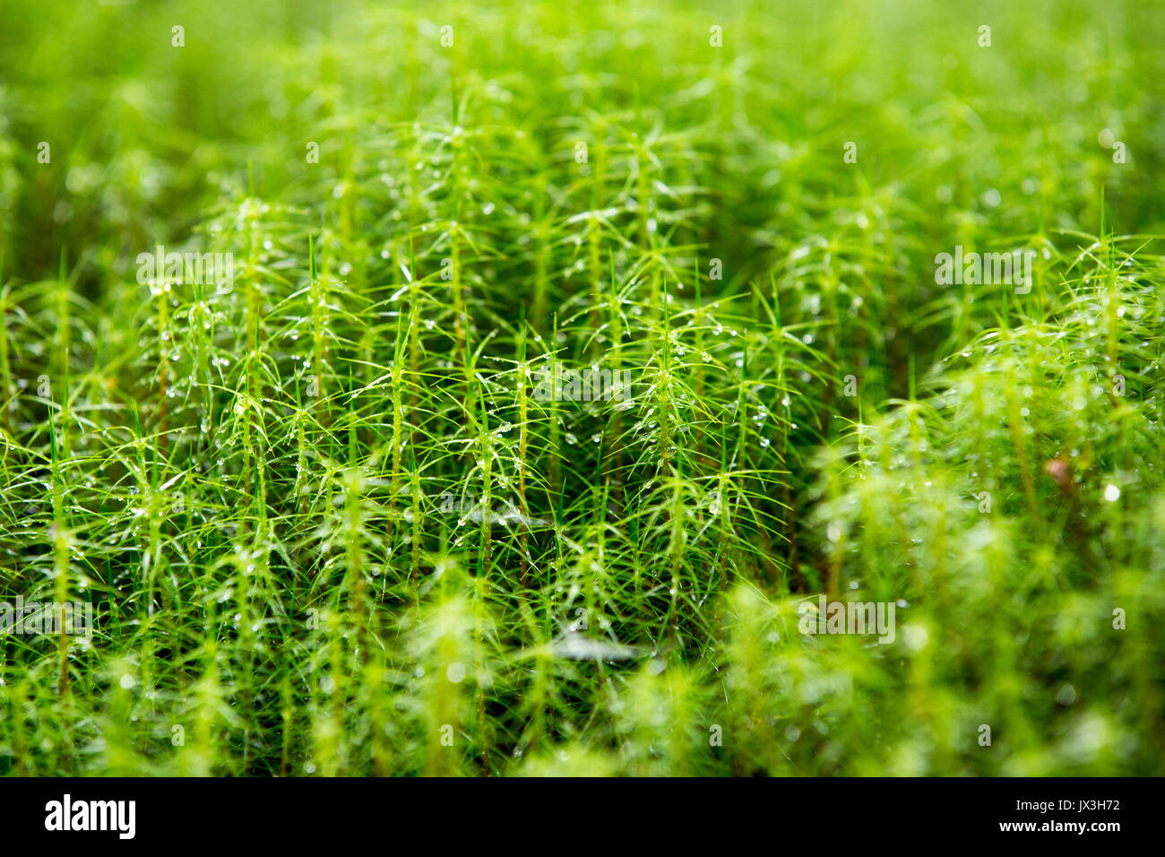 sphagnum growing wild Stock Photo