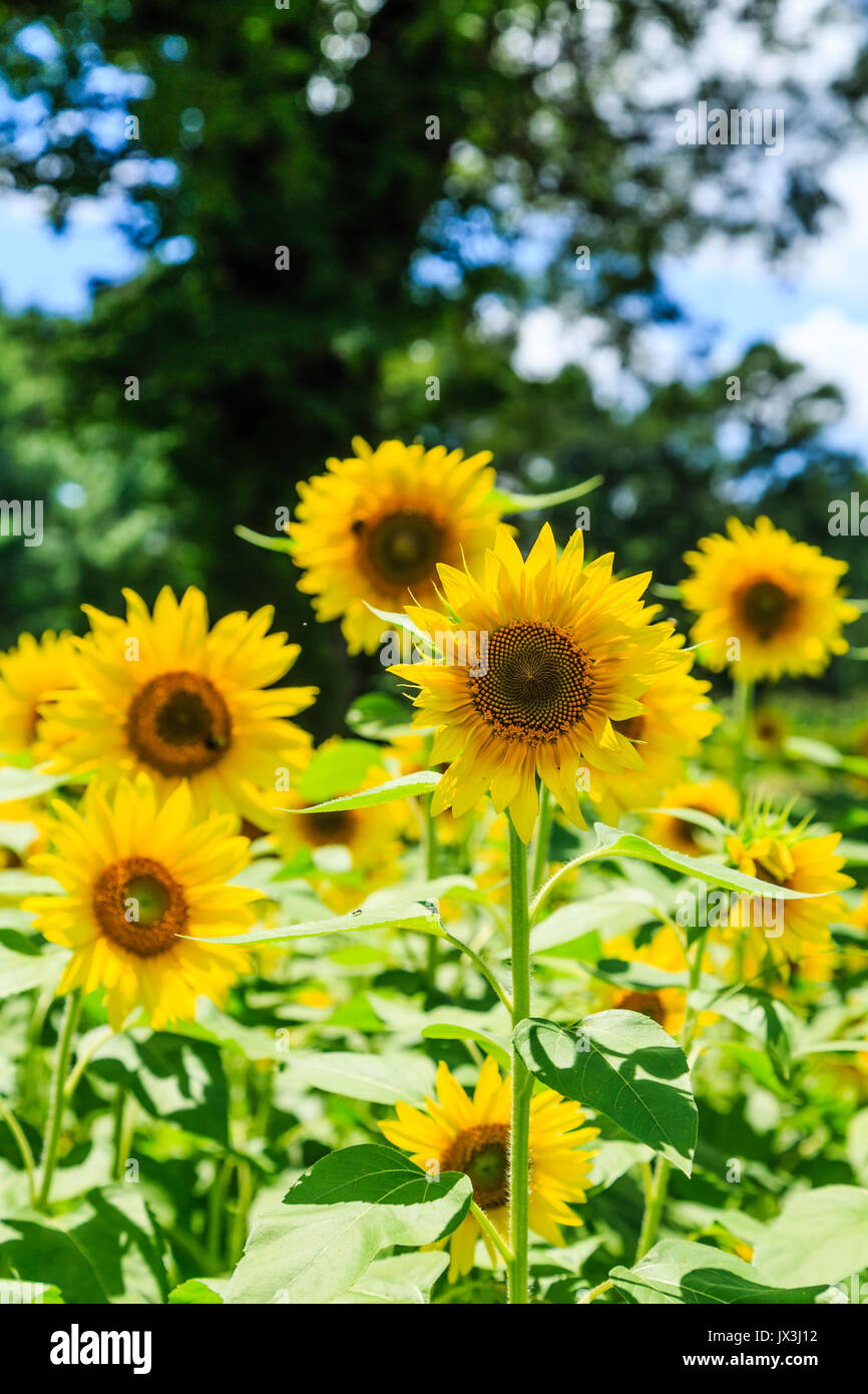 A field of brilliant yellow sunflowers in a sunny, summer field Stock ...