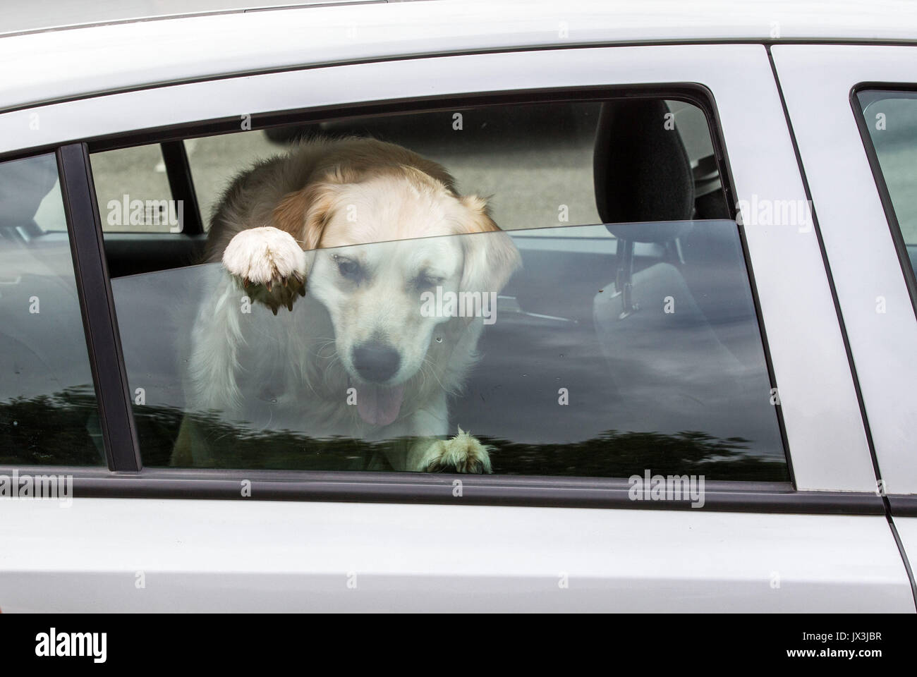 Pet locked hires stock photography and images Alamy