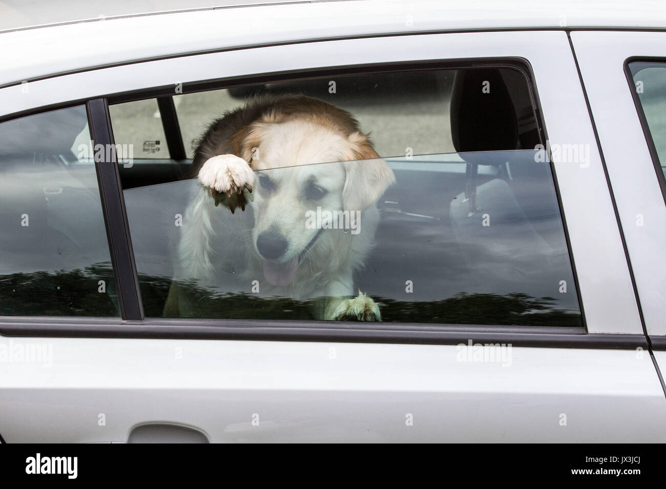 Dog locked in car trying to cool down Stock Photo Alamy