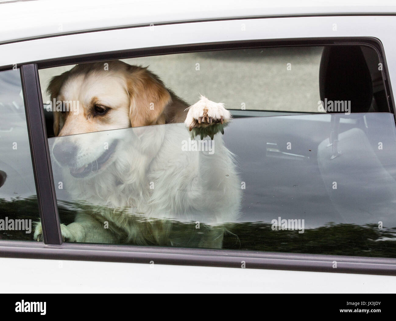 Dog locked in car trying to cool down Stock Photo Alamy