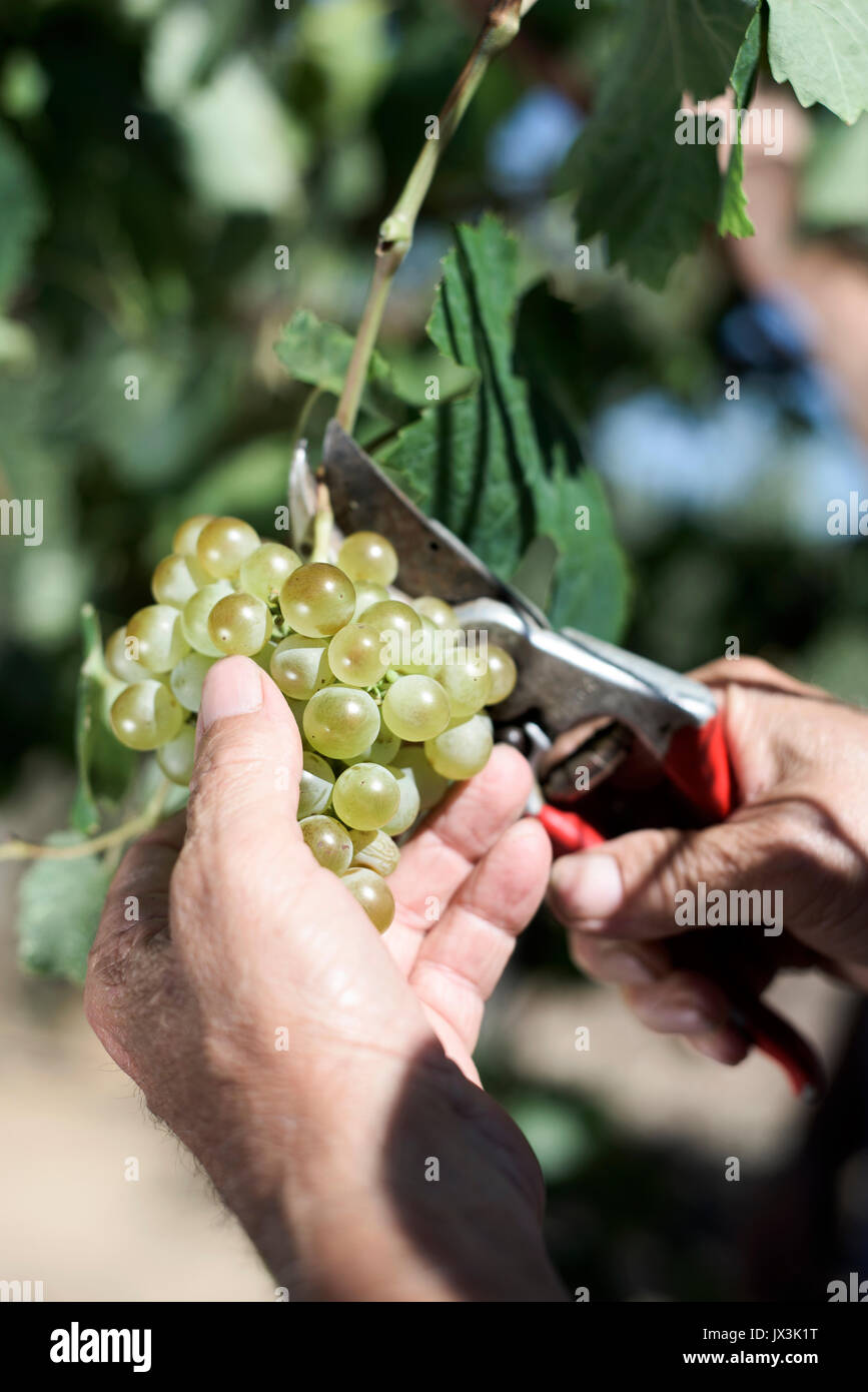 closeup of a senior caucasian man collecting a bunch of white grapes from the plant using pruning shears Stock Photo