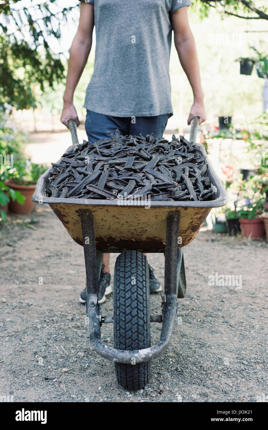 a young caucasian man pushing a wheelbarrow full of carobs during the harvesting this fruit in Spain Stock Photo