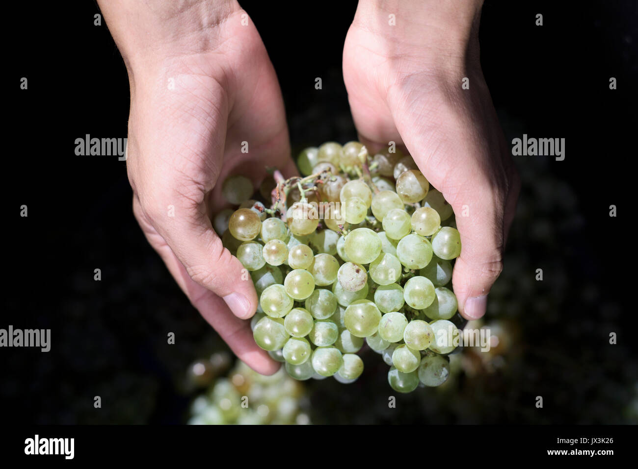 closeup of a young caucasian man with a bunch of white grapes in his hand during the harvesting Stock Photo