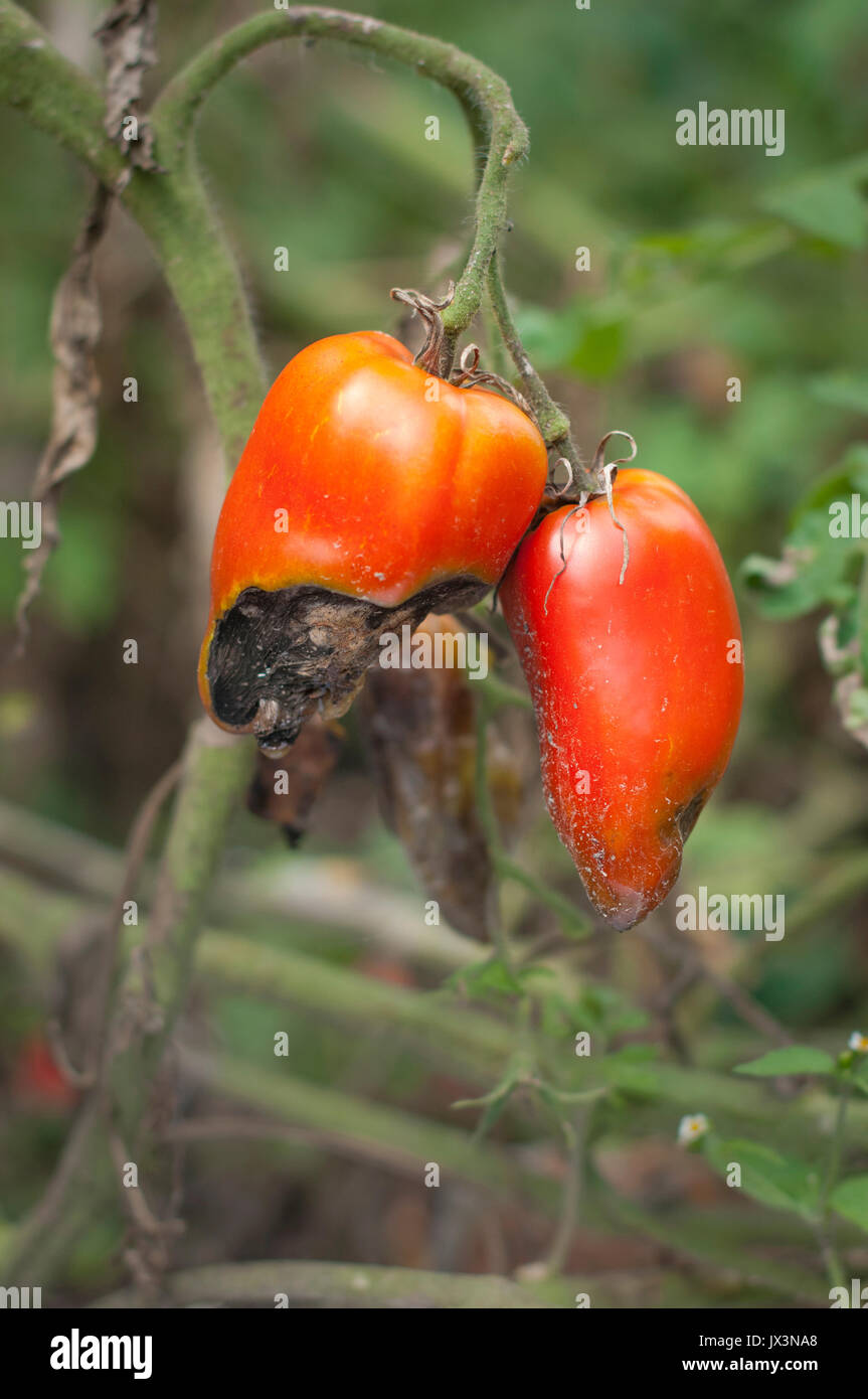 Tomato plant suffering from Blight Stock Photo Alamy