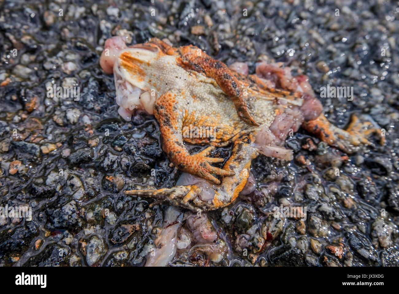 dead-toad-bufo-bufo-n-a-road-JX3XDG.jpg
