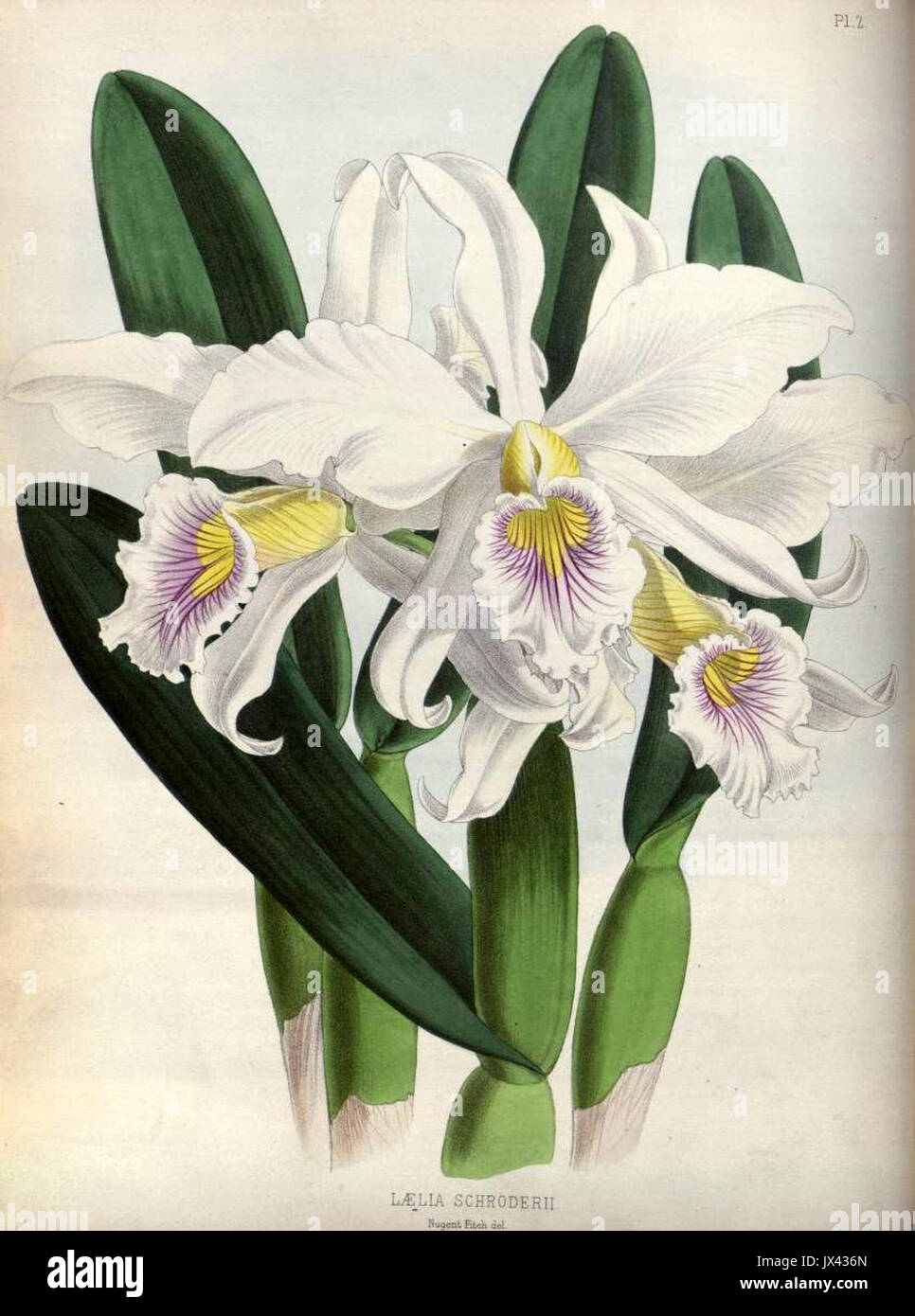 (The Orchid Album Plate 002) Laelia schroderii Stock Photo