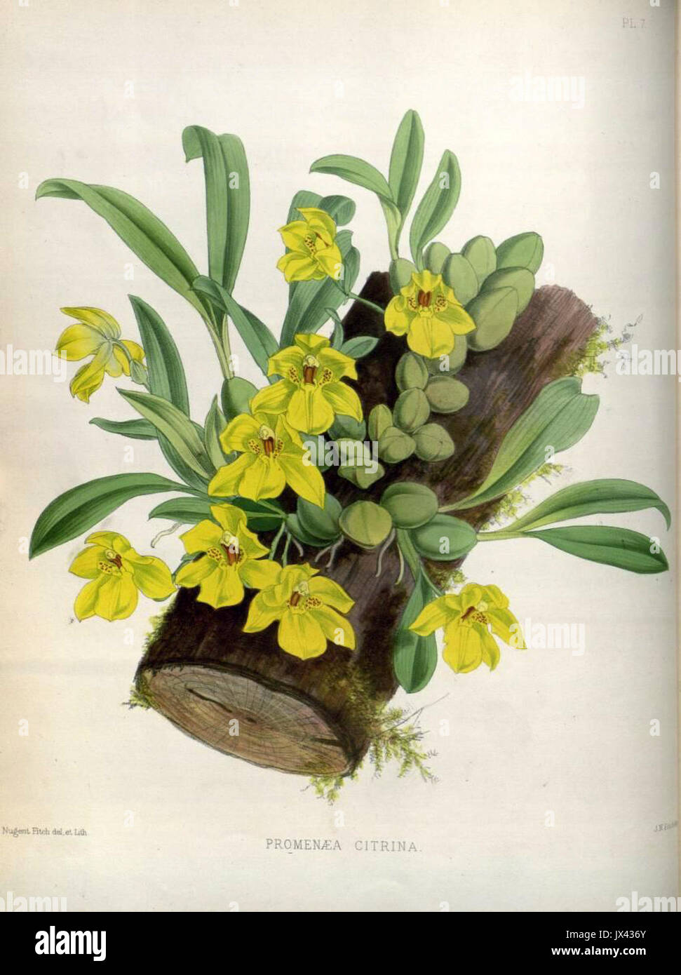 (The Orchid Album Plate 007) Promenaea citrina Stock Photo