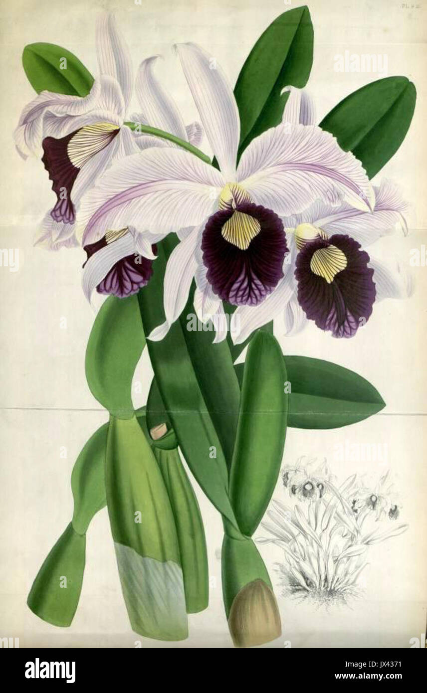 (The Orchid Album Plate 009) Laelia purpurata williamsii Stock Photo