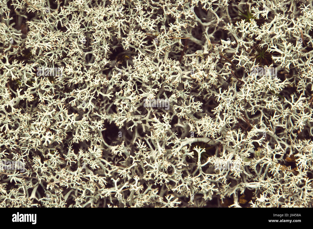 White moss background. bushy white lichens belonging to the genus Cladonia. Stock Photo
