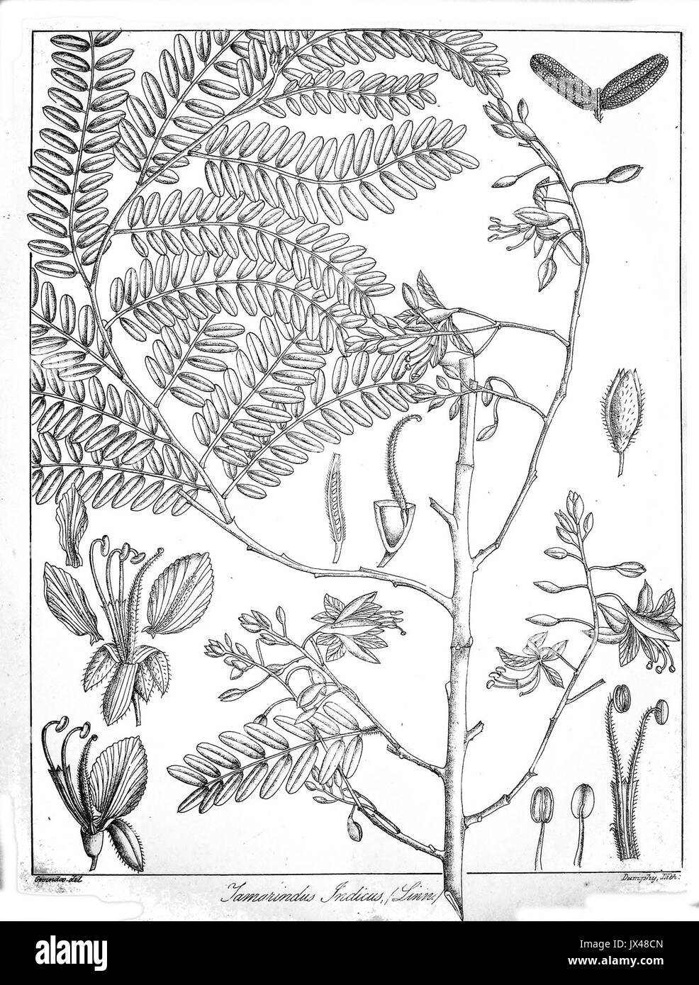 Tamarindus Indica Black And White Stock Photos Images Alamy Tamarindus Indica Black And White Stock Photos Images Alamy