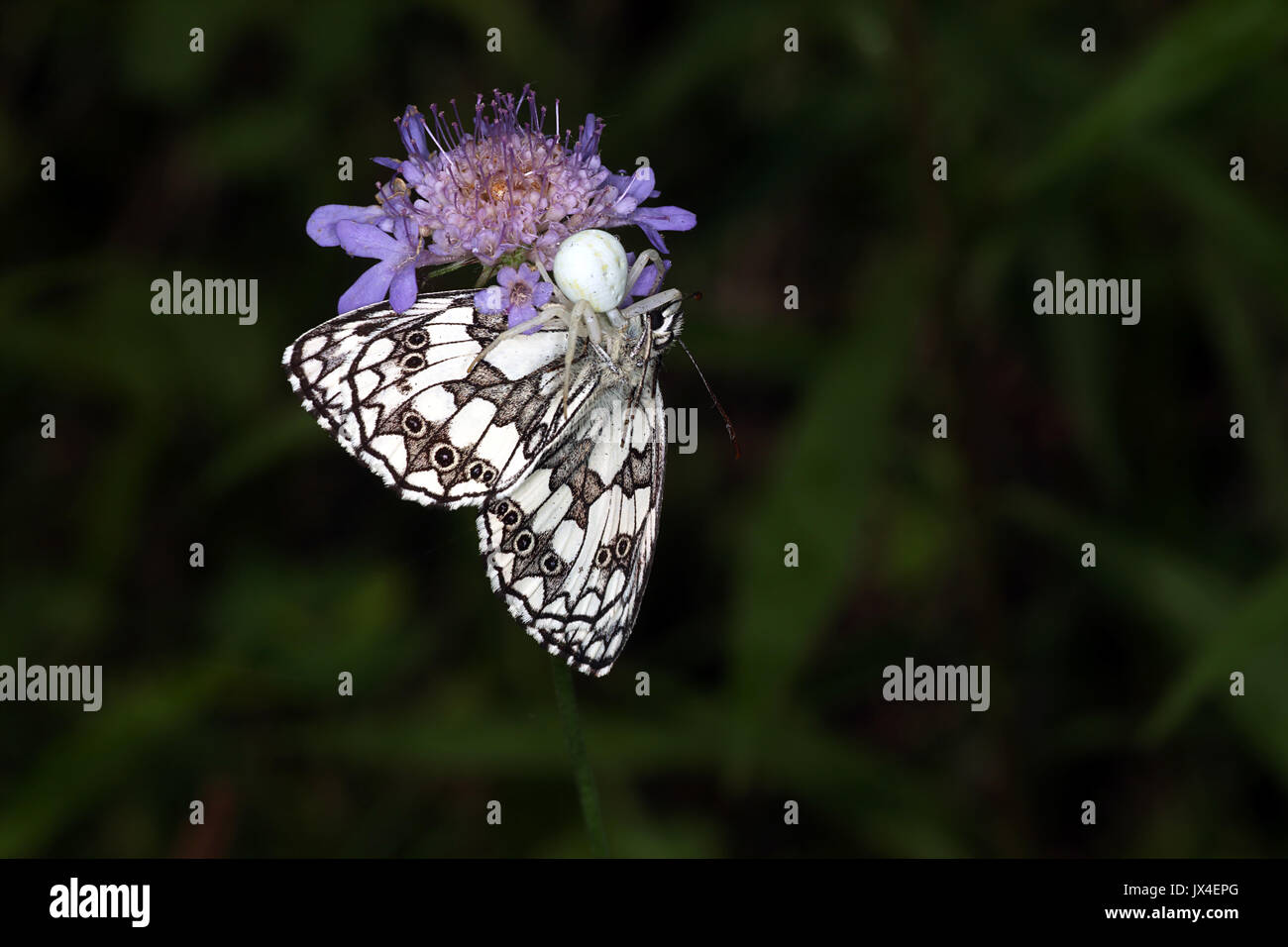 Crab Spider catching a Marbled White Butterfly Stock Photo