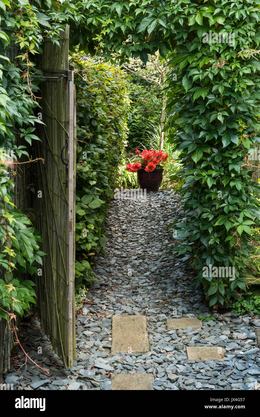 An archway over a garden gate made from the climbing plant Parthenocissus Quinquefolia. Stock Photo