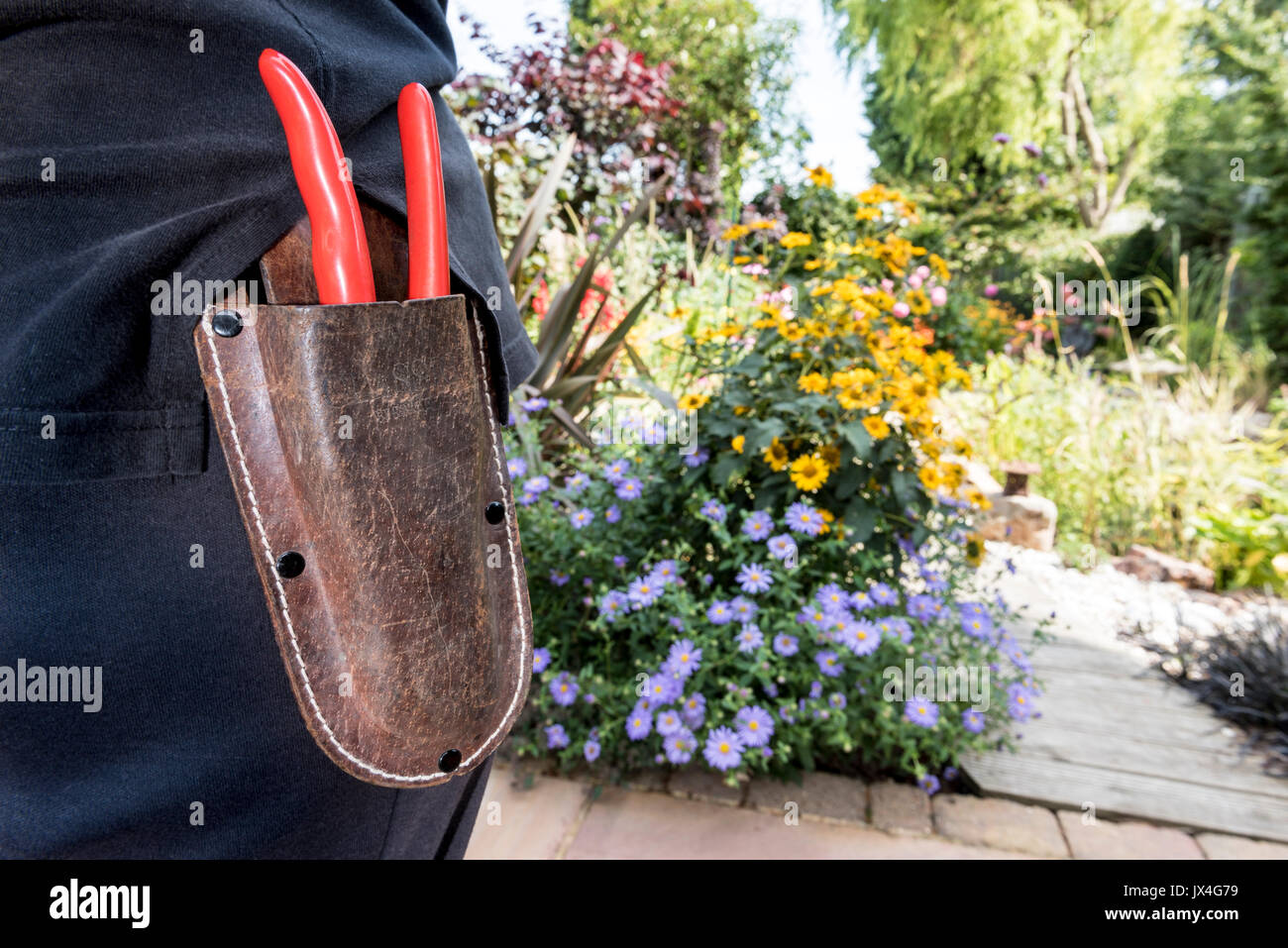 Female gardener wearing a leather holster with secateurs. Stock Photo