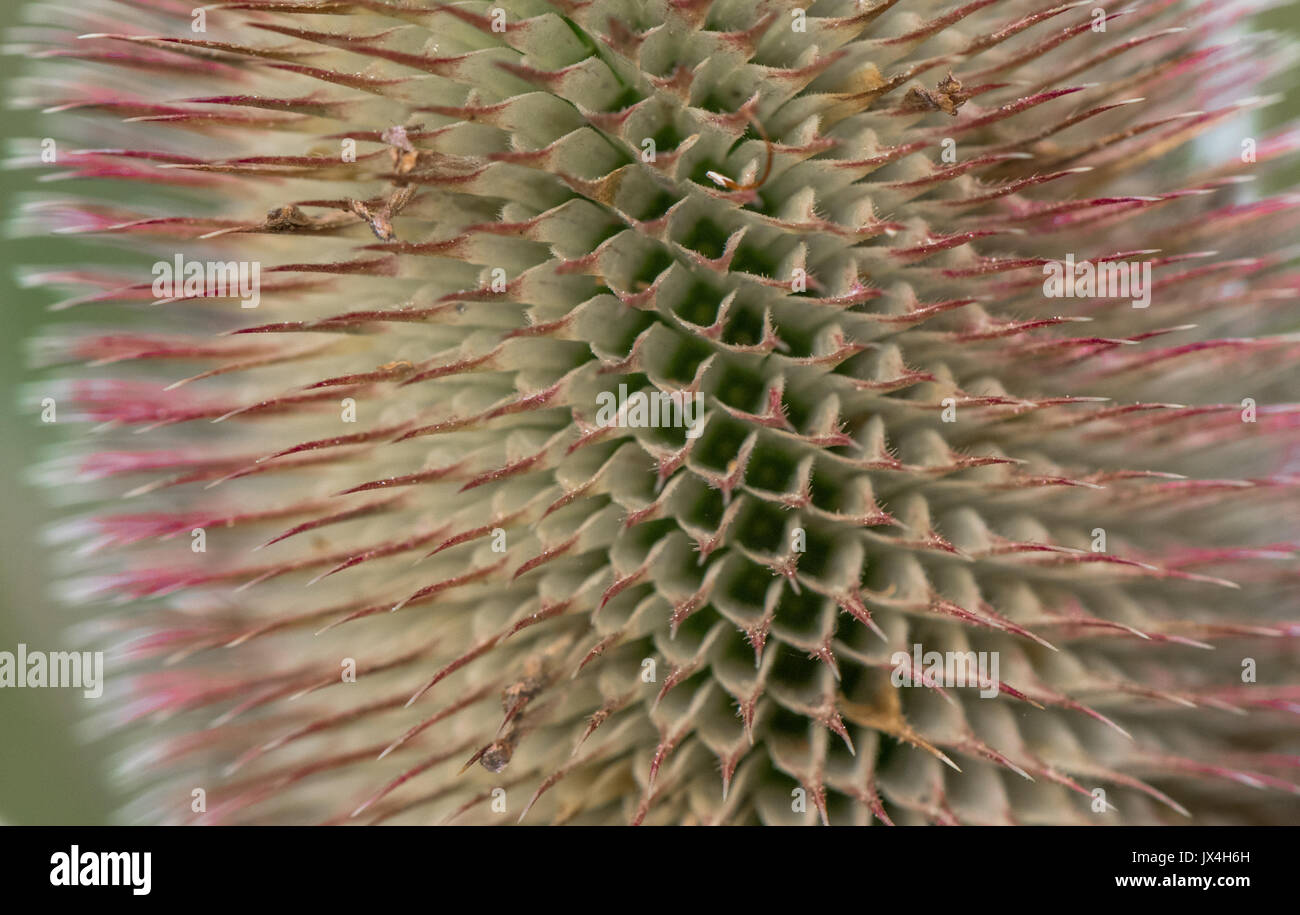 Close-up a Teasel prickly flower head. Stock Photo