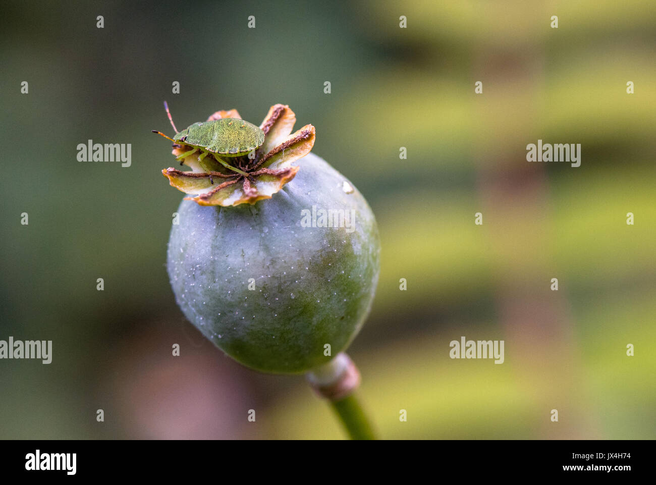 Seed beetle hires stock photography and images Alamy