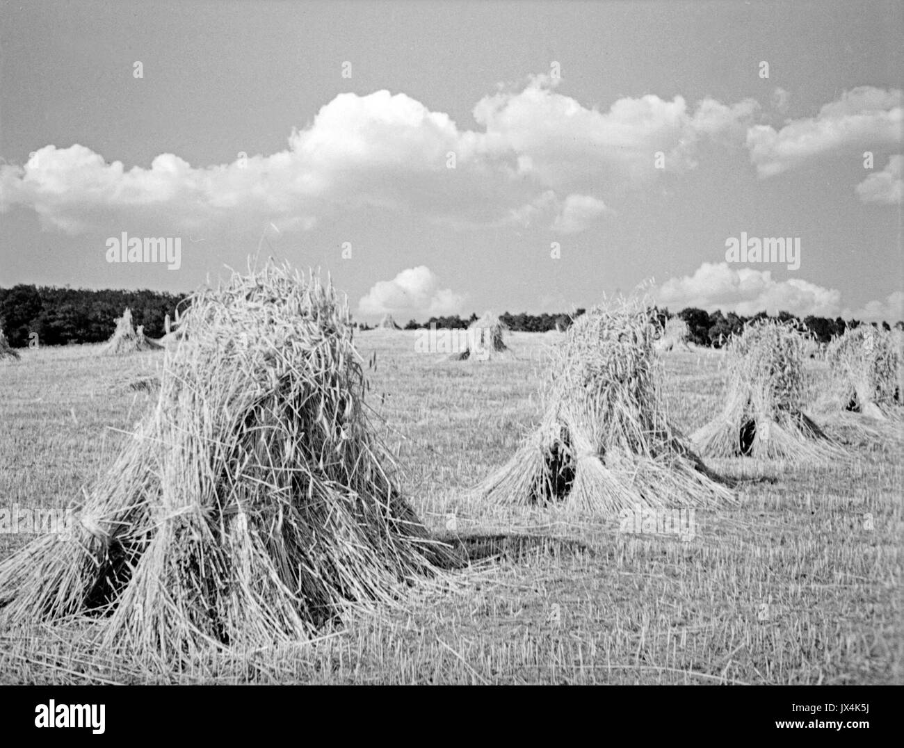 Sheaves Of Wheat High Resolution Stock Photography and Images Alamy
