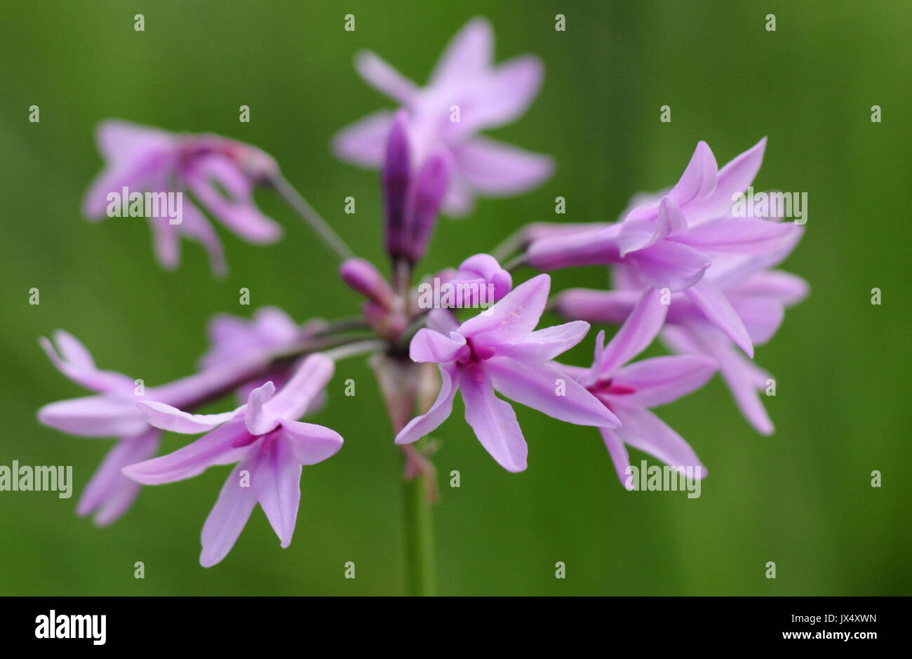 society garlic (tulbaghia violacea) in full bloom in a summer garden border (July), UK Stock Photo