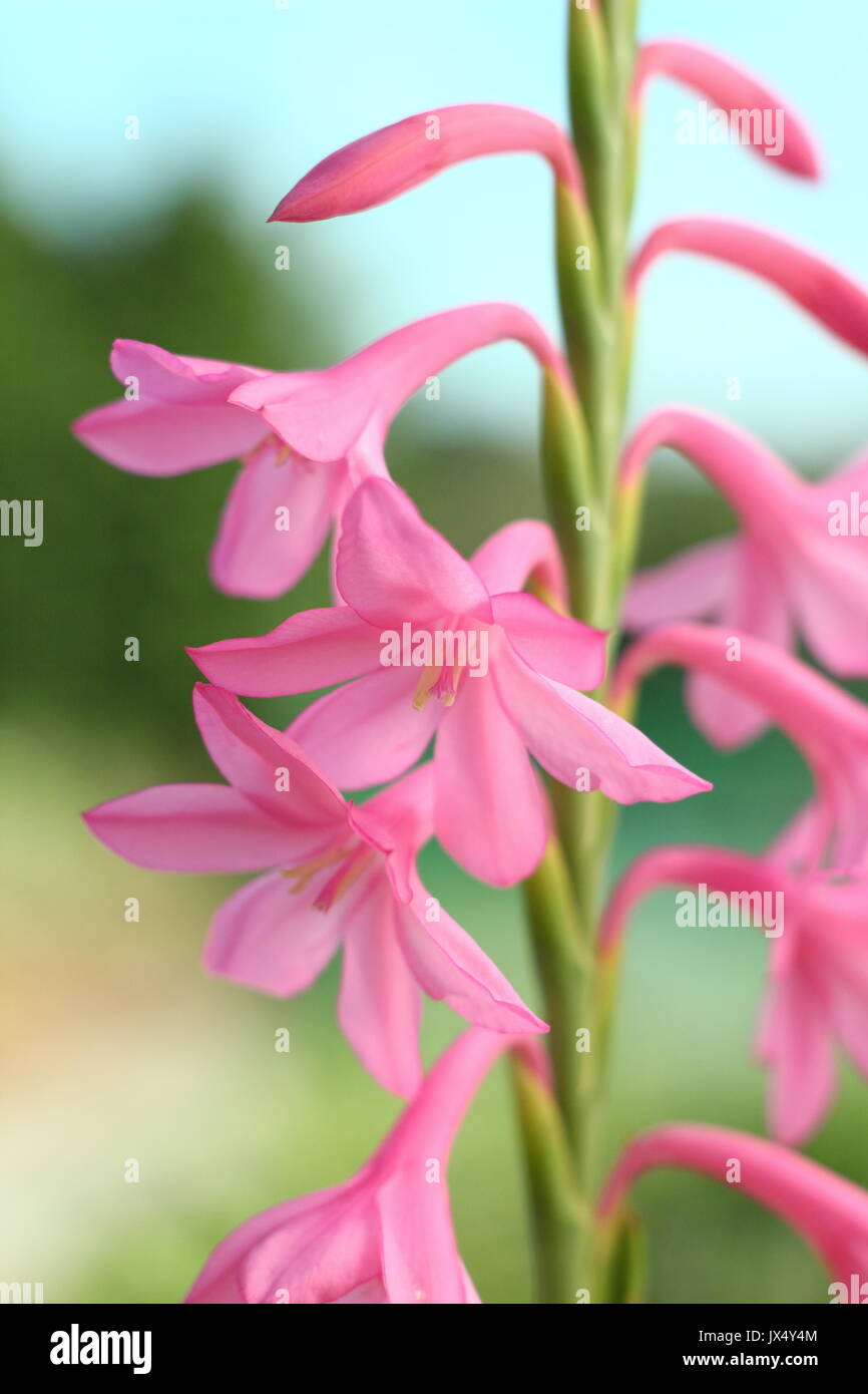 Watsonia 'Tresco Dawrf Pink' hybrid in full bloom in an English garden in summer (July), UK Stock Photo
