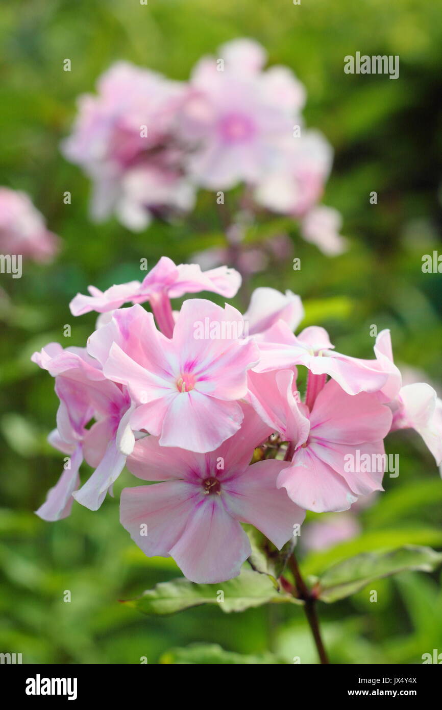 Phlox paniculata 'Rosa Pastell' or Perennial Phlox 'Rosa Pastell' blooming in an English garden border in summer (July), UK Stock Photo