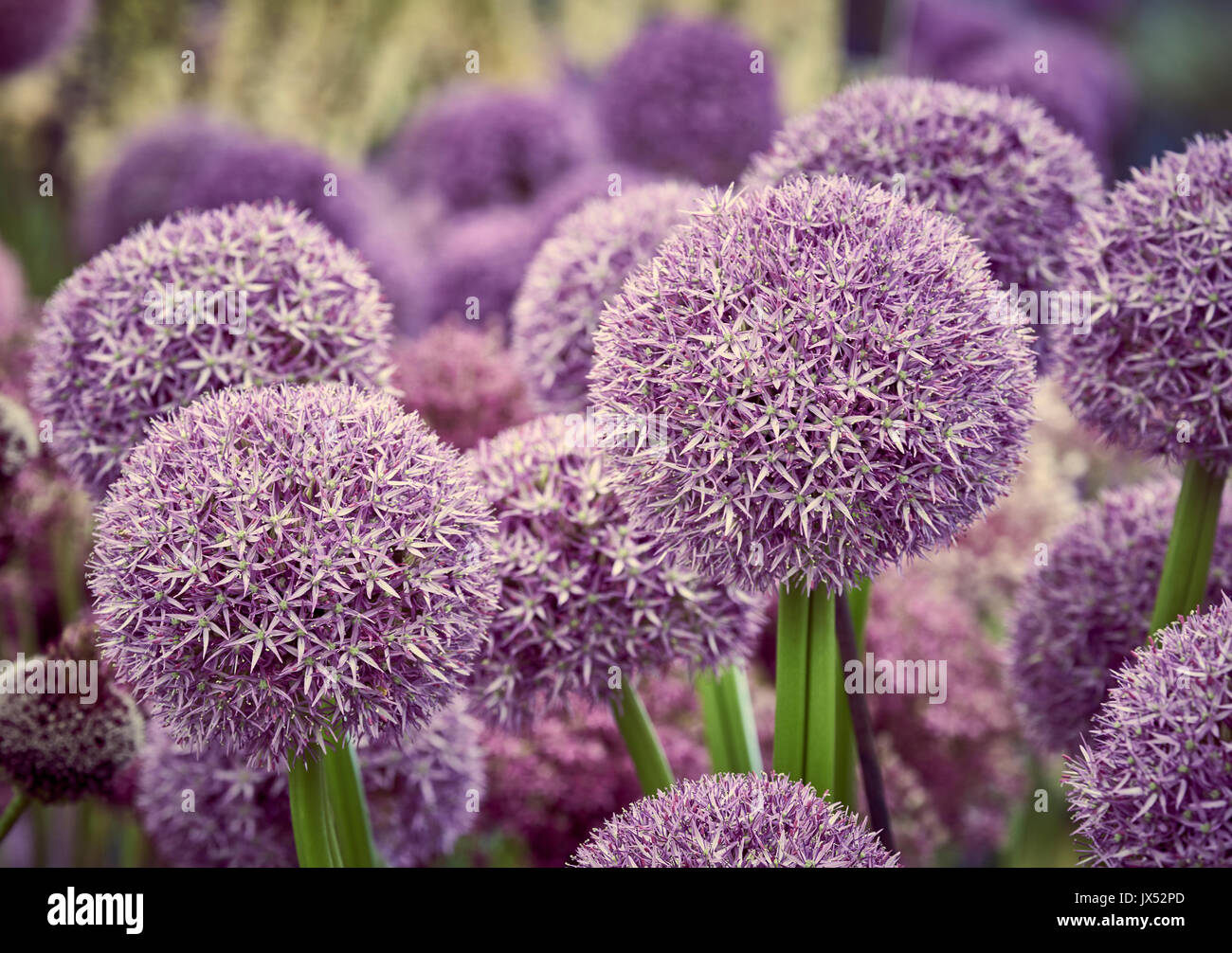 a group of ornamental onion alium flower heads Stock Photo