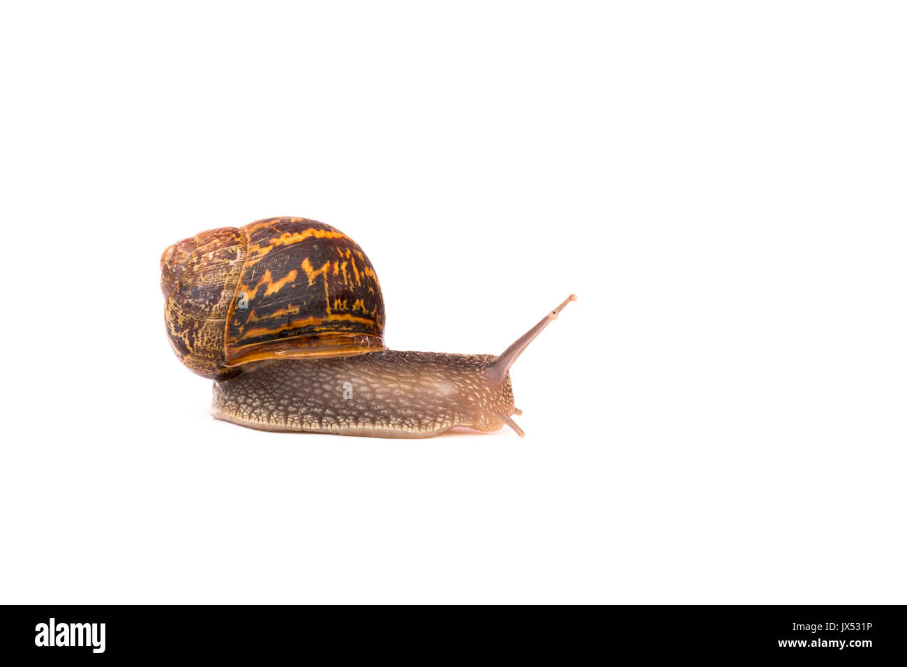 snail on a white background Stock Photo - Alamy