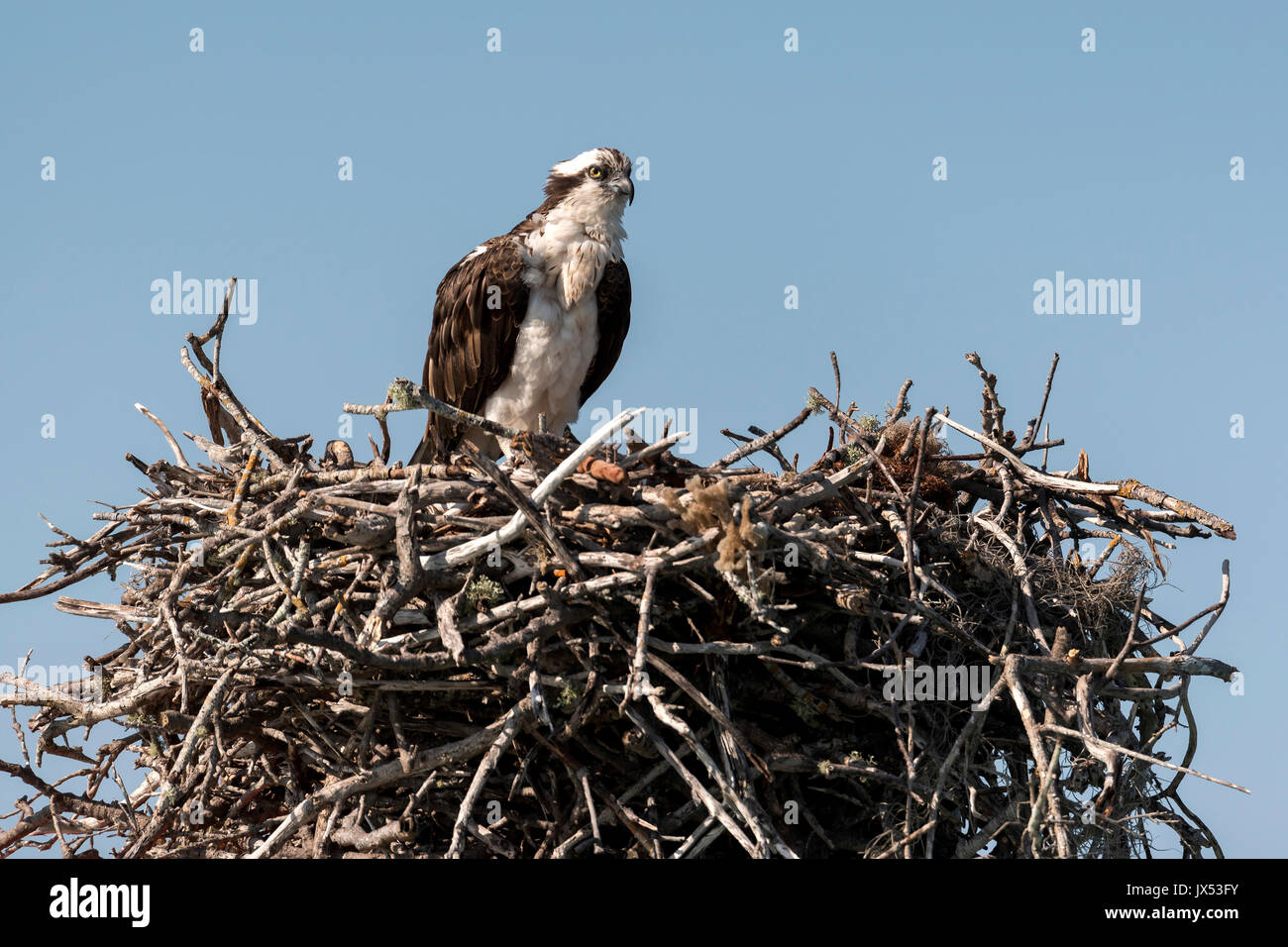 Osprey nest hires stock photography and images Alamy
