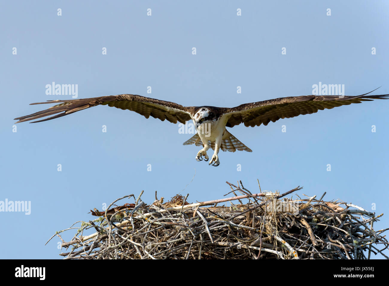 Osprey nest hires stock photography and images Alamy