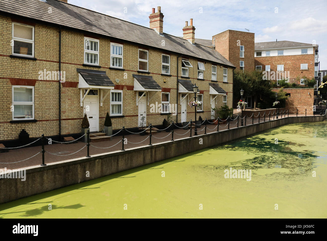 London, UK. 14th Aug, 2017. Residential houses overlooking a canal in Limehouse east London, UK. covered in growing green algae due to the recent hot weather conditions Credit: amer ghazzal/Alamy Live News Stock Photo