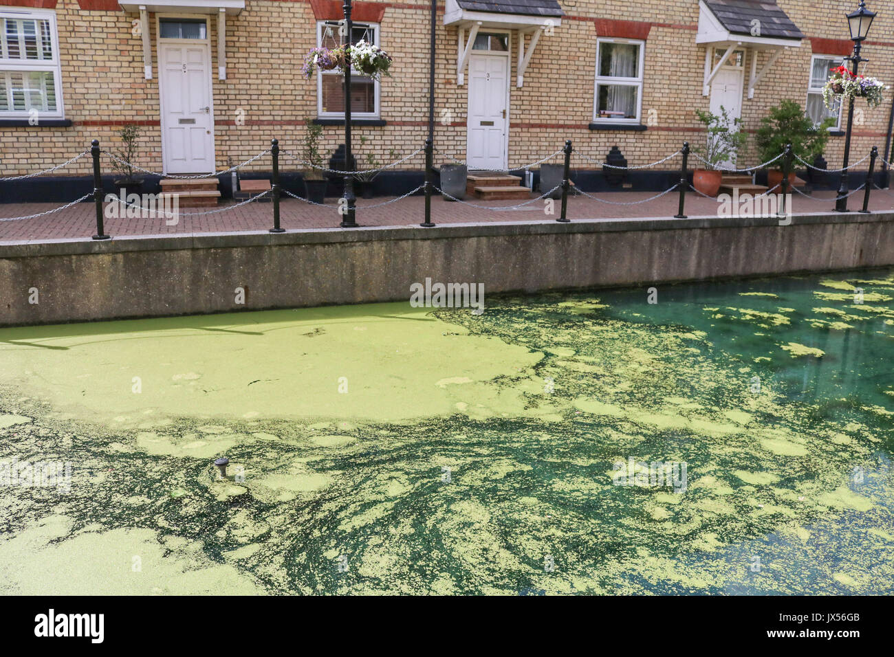 London 14th August 2017. Residential houses overlooking a canal in Limehouse east London covered in growing green algae due to the recent hot weather conditions Credit: amer ghazzal/Alamy Live News Stock Photo