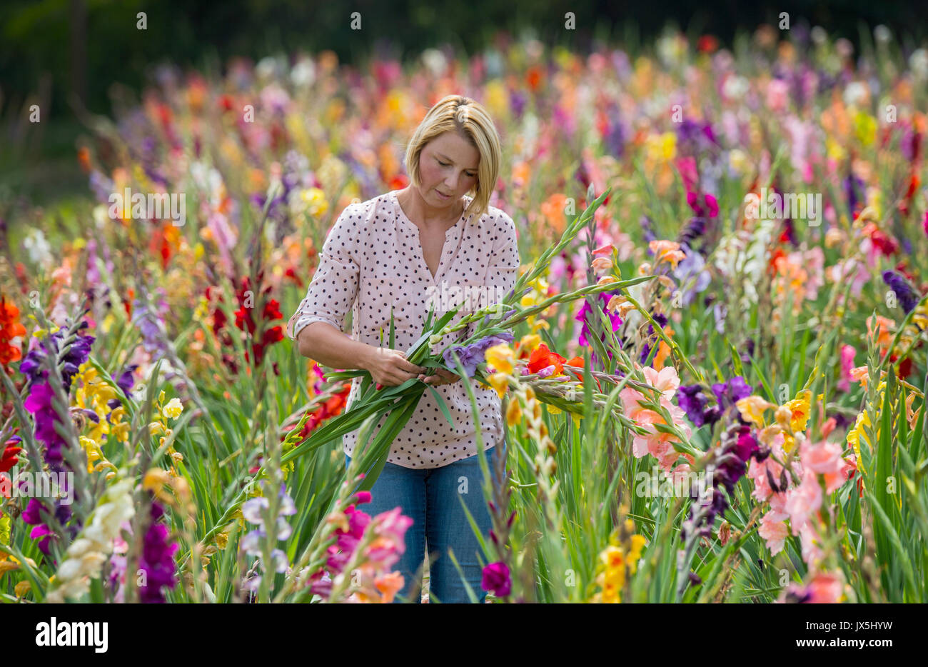 Kriftel, Germany. 15th Aug, 2017. Anna Bankiel standing with a freshly cut bundle of gladiolas in her flower field in Kriftel, Germany, 15 August 2017. Bankiel and her partner run a flower and pumpkin farm in Liederbach in the Taunus range. The flowers are not sprayed with chemicals. Gladiolas cost 0.70 euros, pollen-free sunflowers cost 1 euro and payment is done directly on the field. They have no problems with theft, as the two entrepreneurs maintain close contact through social media with their clientele, mostly repeat customers. Photo: Andreas Arnold/dpa/Alamy Live News Stock Photo